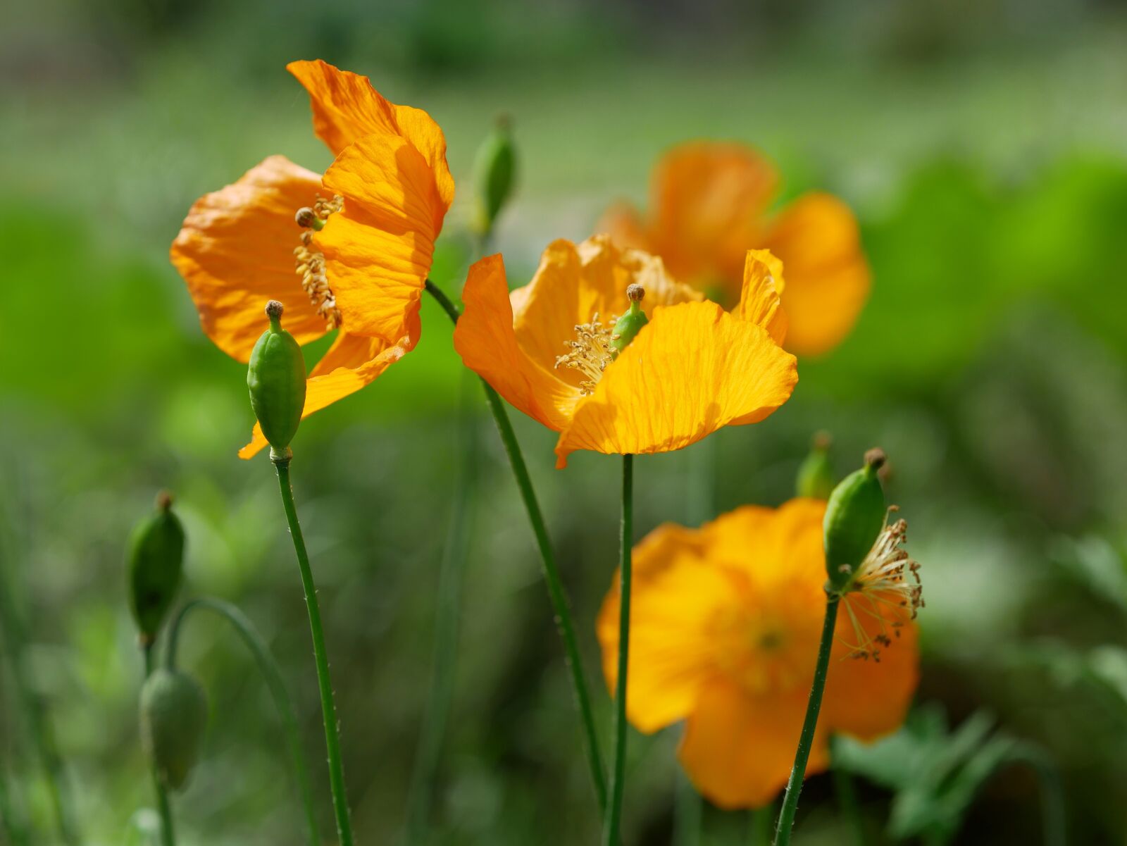 Panasonic Lumix DMC-GX85 (Lumix DMC-GX80 / Lumix DMC-GX7 Mark II) sample photo. Poppy, yellow, mohngewaechs photography