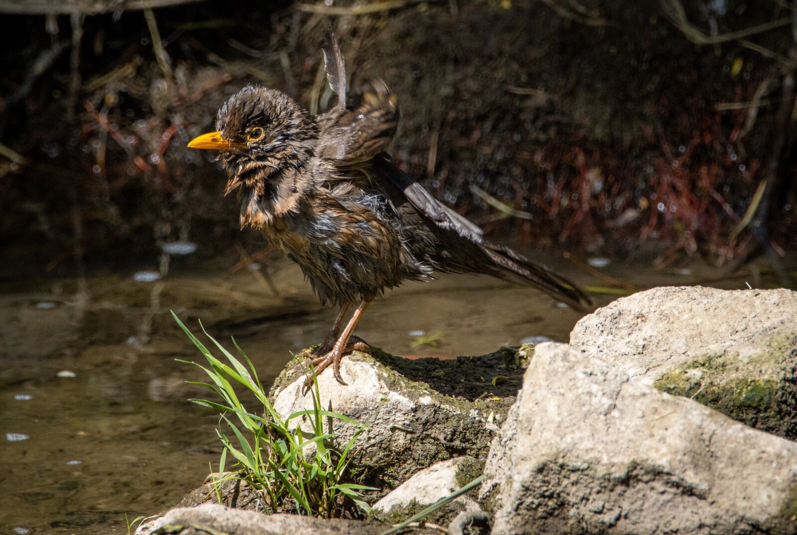 150-600mm F5-6.3 DG OS HSM | Contemporary 015 sample photo. Bird, wash, water photography