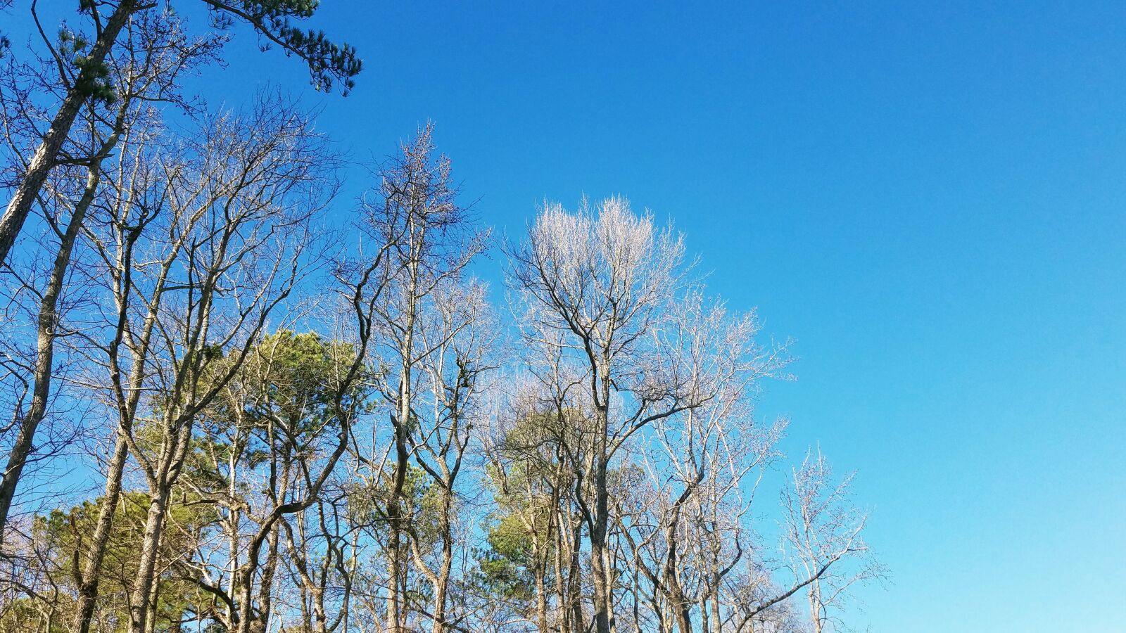Samsung Galaxy S7 sample photo. Trees, fall, nature photography