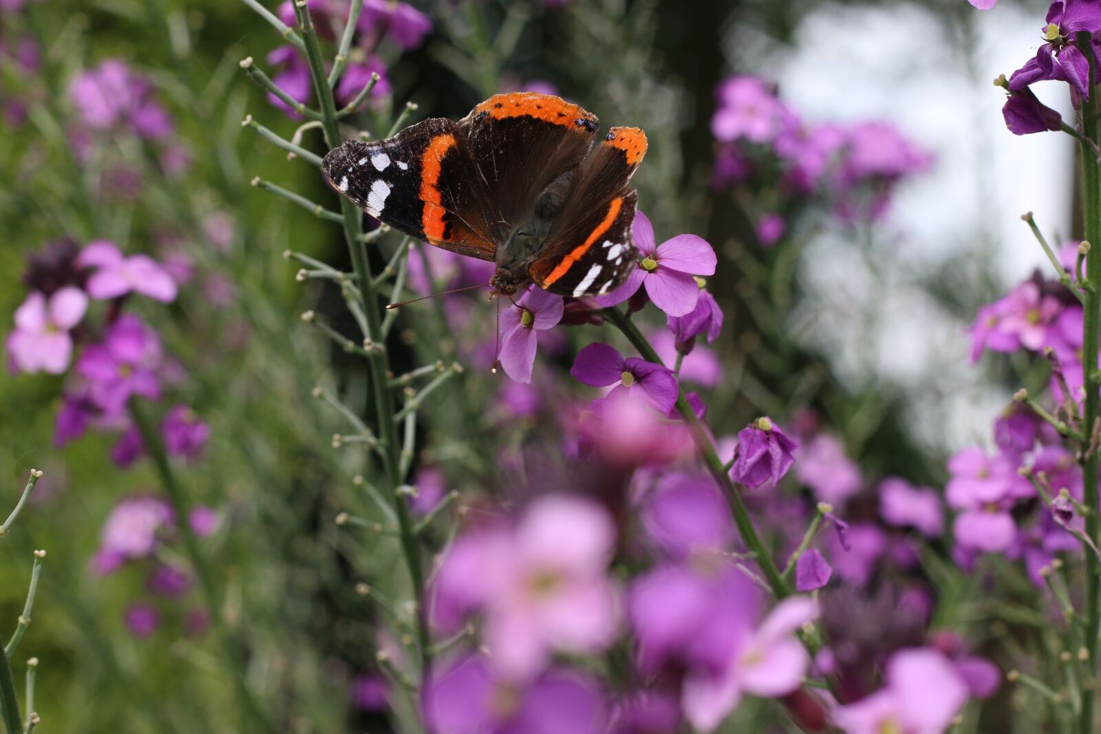 Canon EOS 70D + Canon EF 50mm F1.8 II sample photo. Butterfly, garden, summer photography