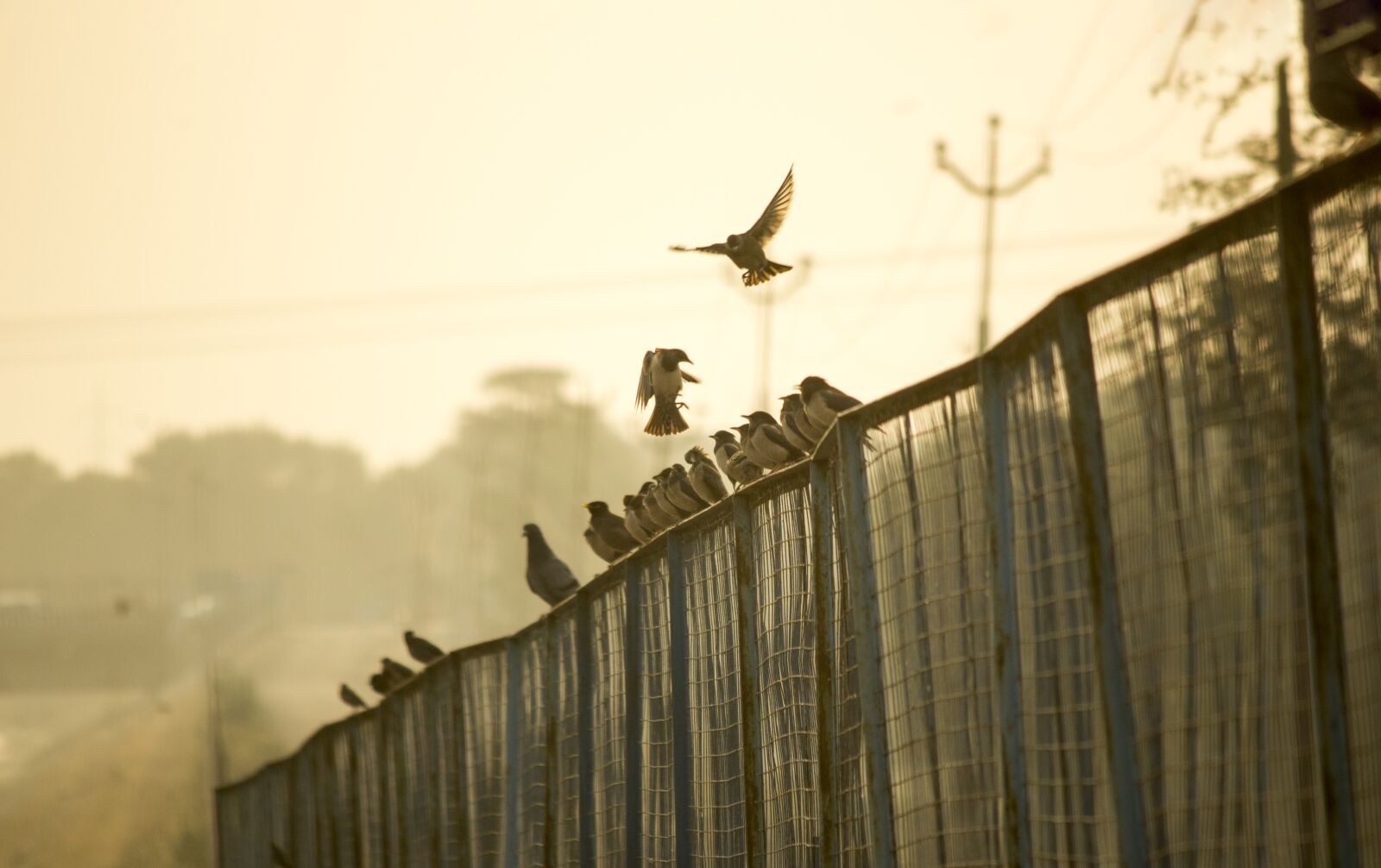 Canon EOS 700D (EOS Rebel T5i / EOS Kiss X7i) sample photo. Fence, birds, sunrise photography