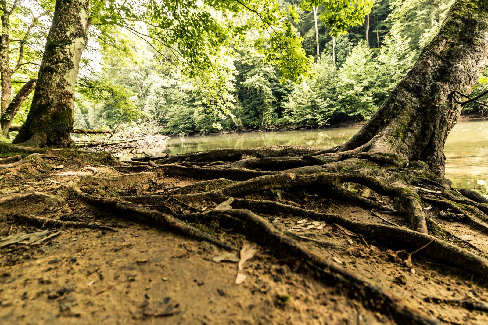 Canon EOS 70D + Canon EF-S 10-18mm F4.5–5.6 IS STM sample photo. Tree, roots, river photography