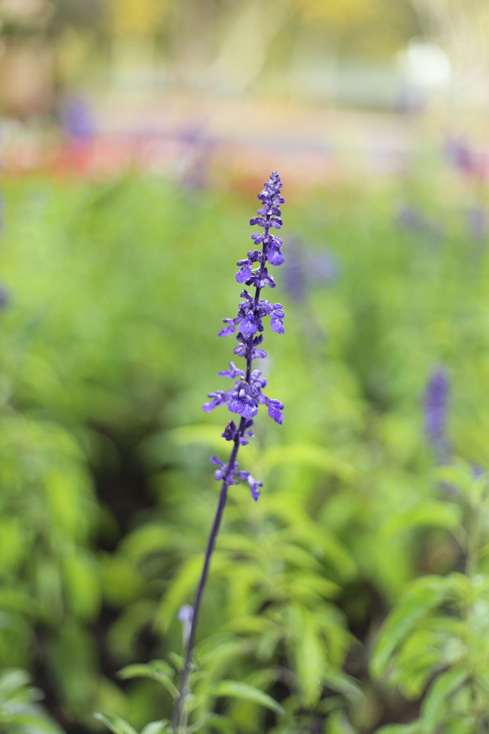 Canon EF 50mm F1.8 II sample photo. Lavender, flower, dalat photography