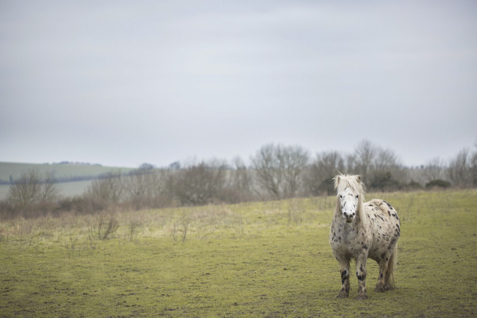 Canon EF 100mm F2.8 Macro USM sample photo. Horse, nature, animal photography