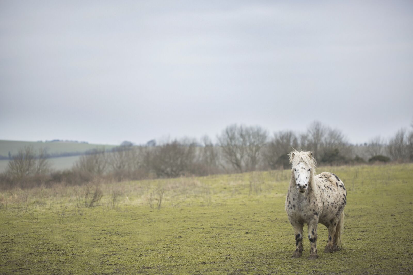 Canon EOS 5D Mark III + Canon EF 100mm F2.8 Macro USM sample photo. Horse, nature, animal photography