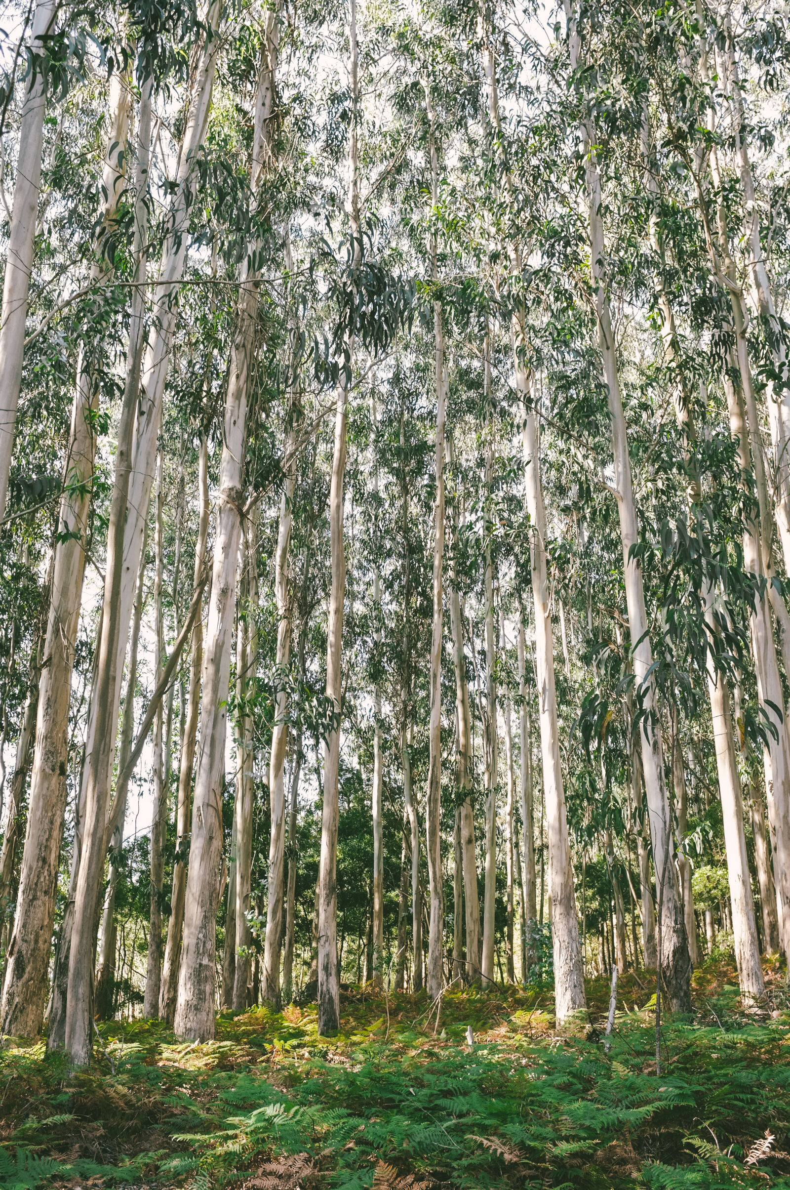 Fujifilm FinePix X100 sample photo. Nature, trees photography