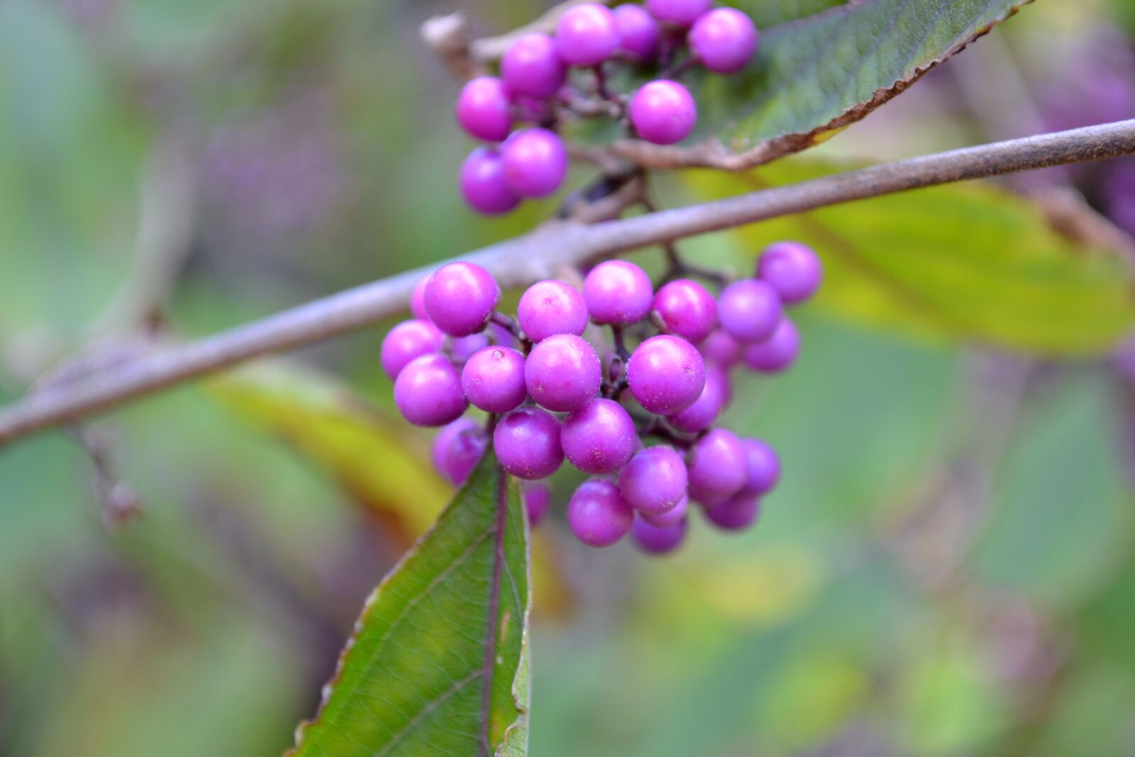 Nikon D3100 sample photo. Nature, landscape, autumn photography