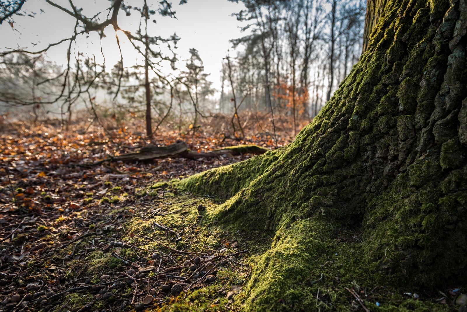 Nikon D750 sample photo. Nature, tree, wood photography