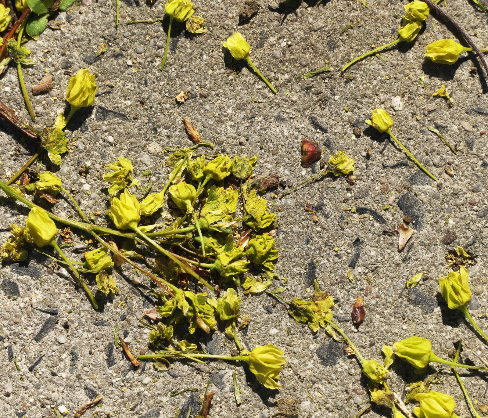 Panasonic Lumix DMC-FZ1000 sample photo. Lime blossom, ground, lying photography