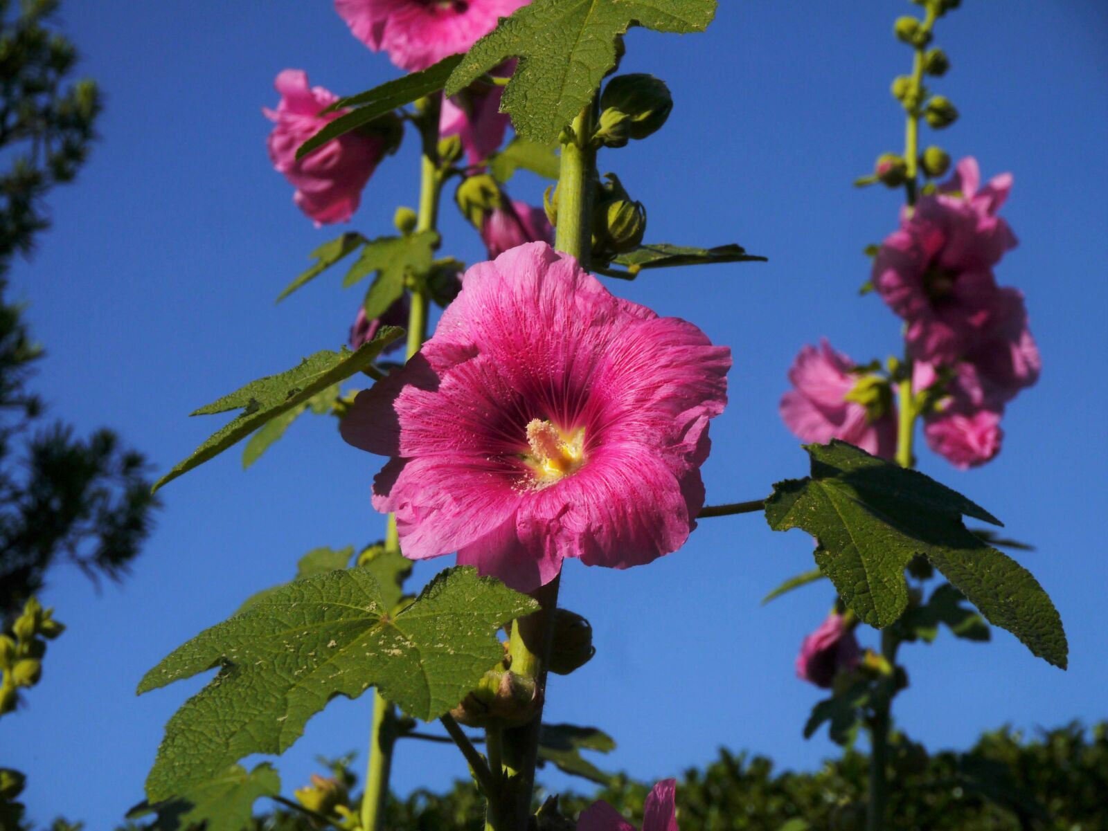 Panasonic Lumix DMC-GX1 sample photo. Althaea rosea, hana aoi photography