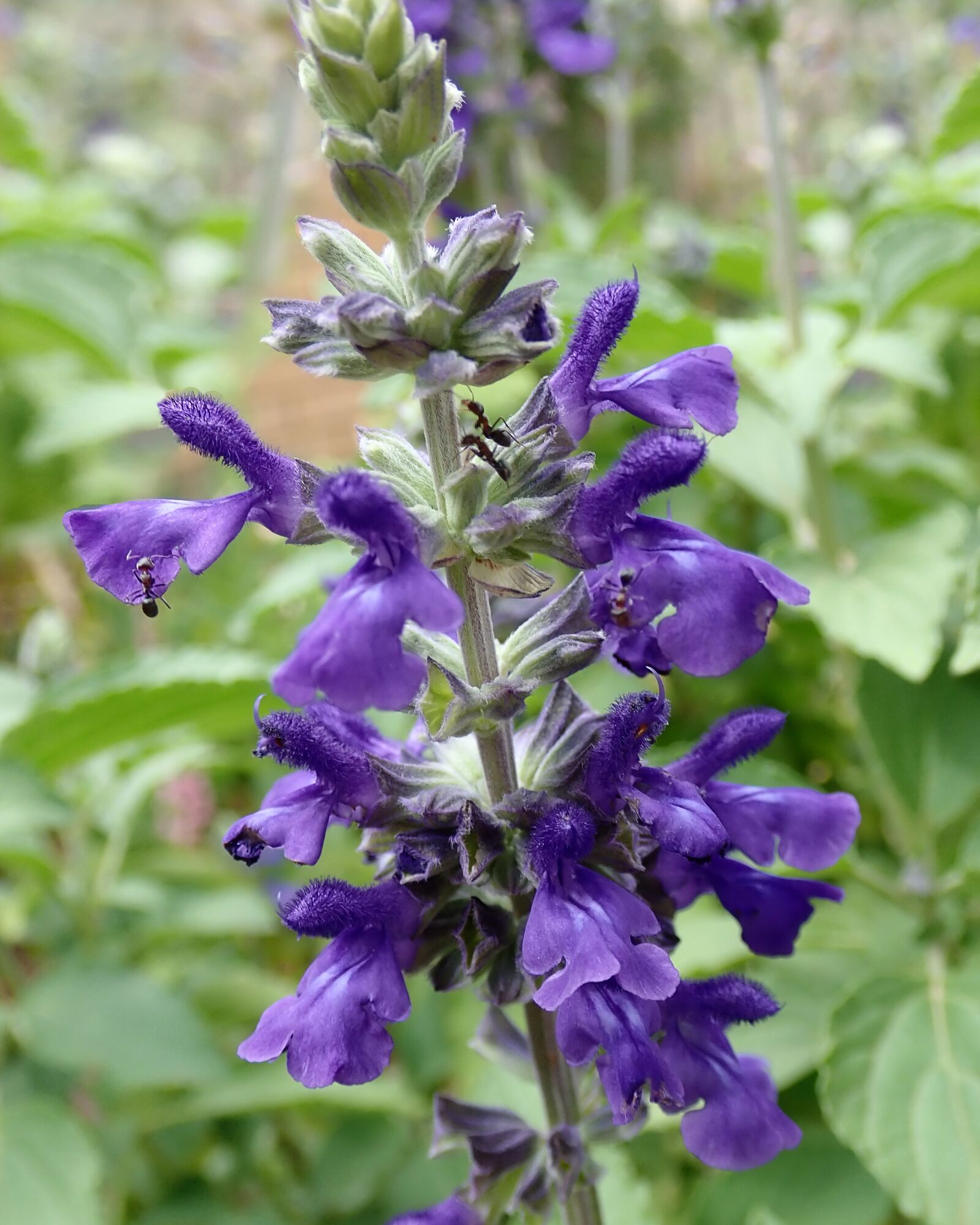 Olympus TG-5 sample photo. Salvia, blue, flower photography
