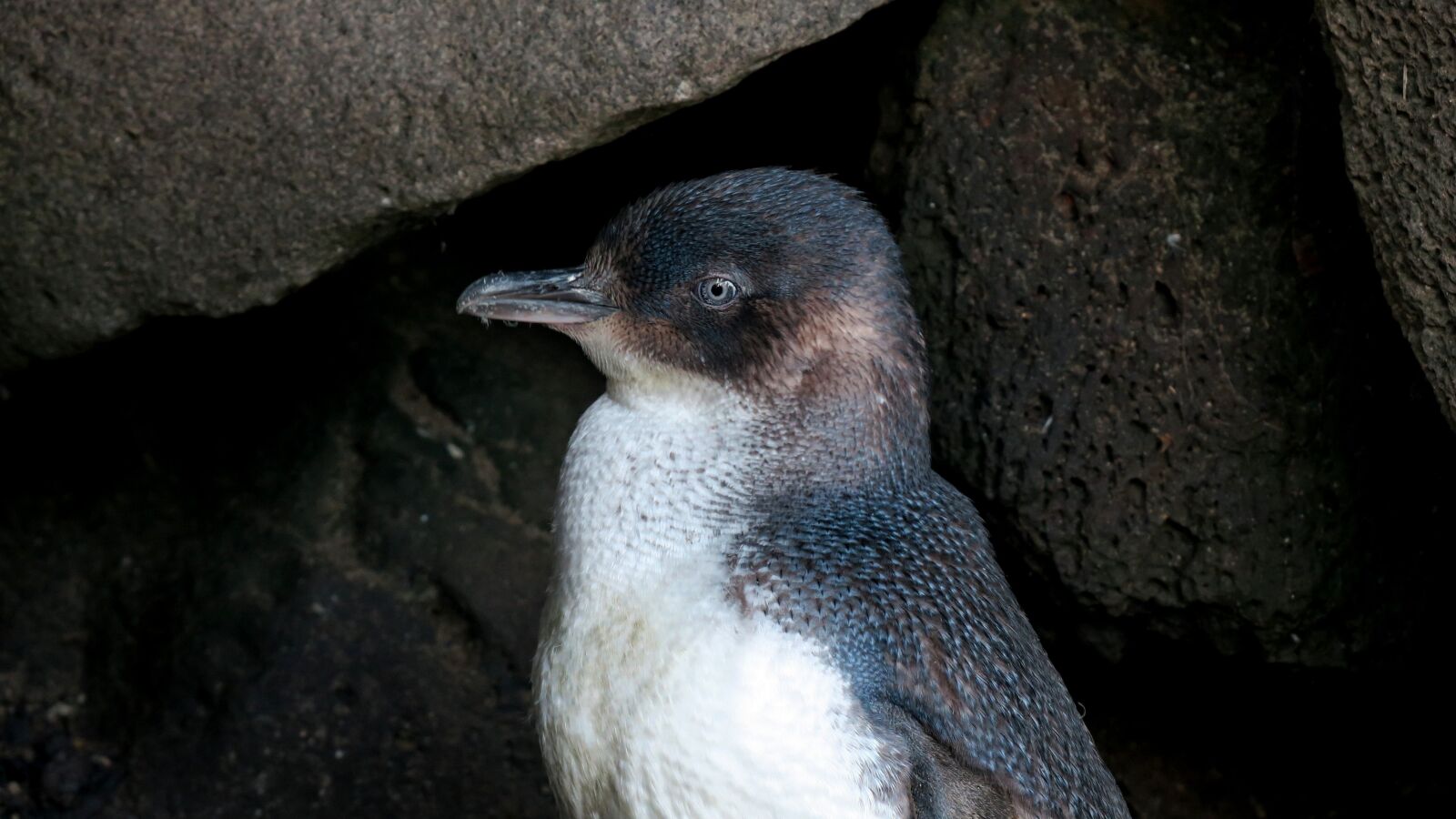 Canon PowerShot G3 X sample photo. Penguin, australia, wildlife photography