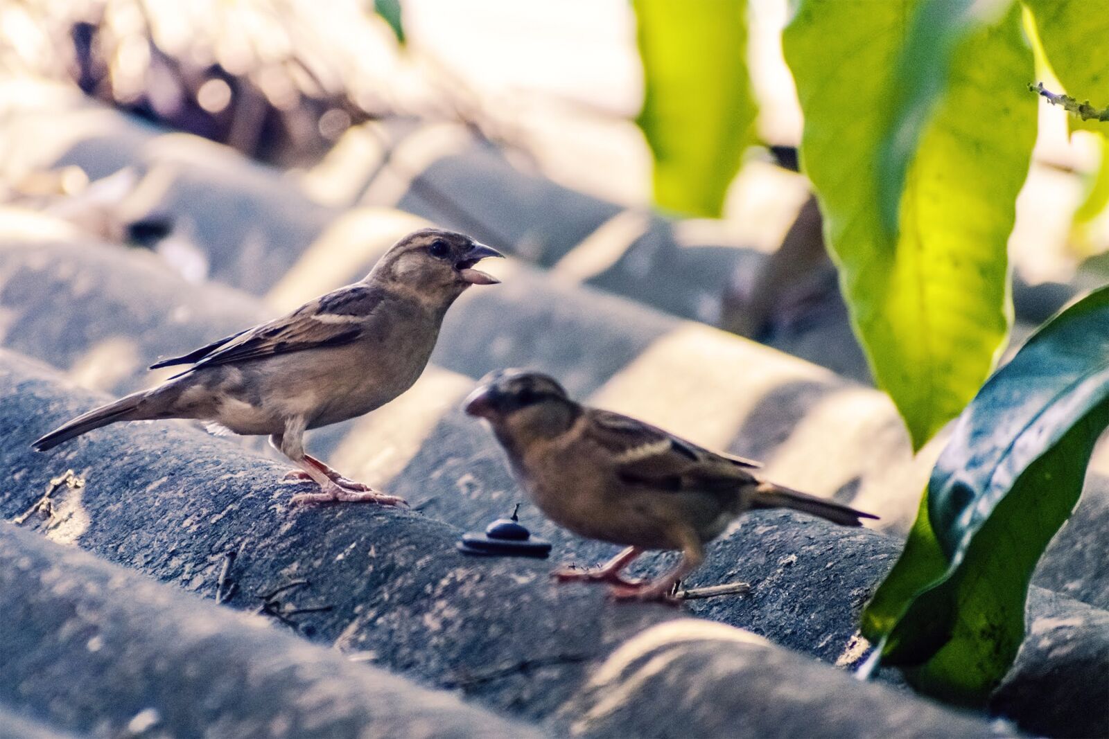 Nikon D3400 sample photo. Birds, sparrows, perched photography
