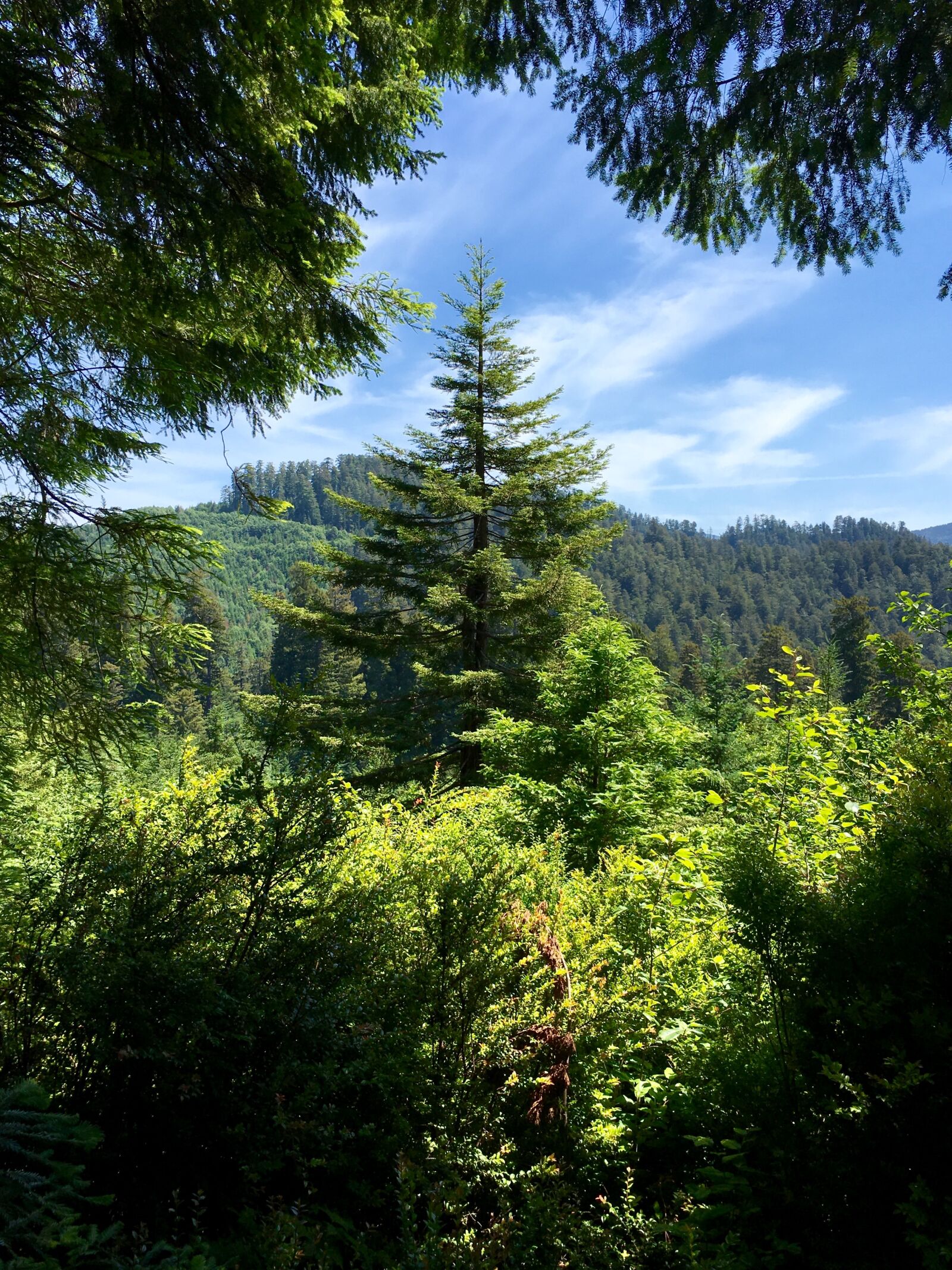 Apple iPhone 6s Plus sample photo. Trees, forest, s photography