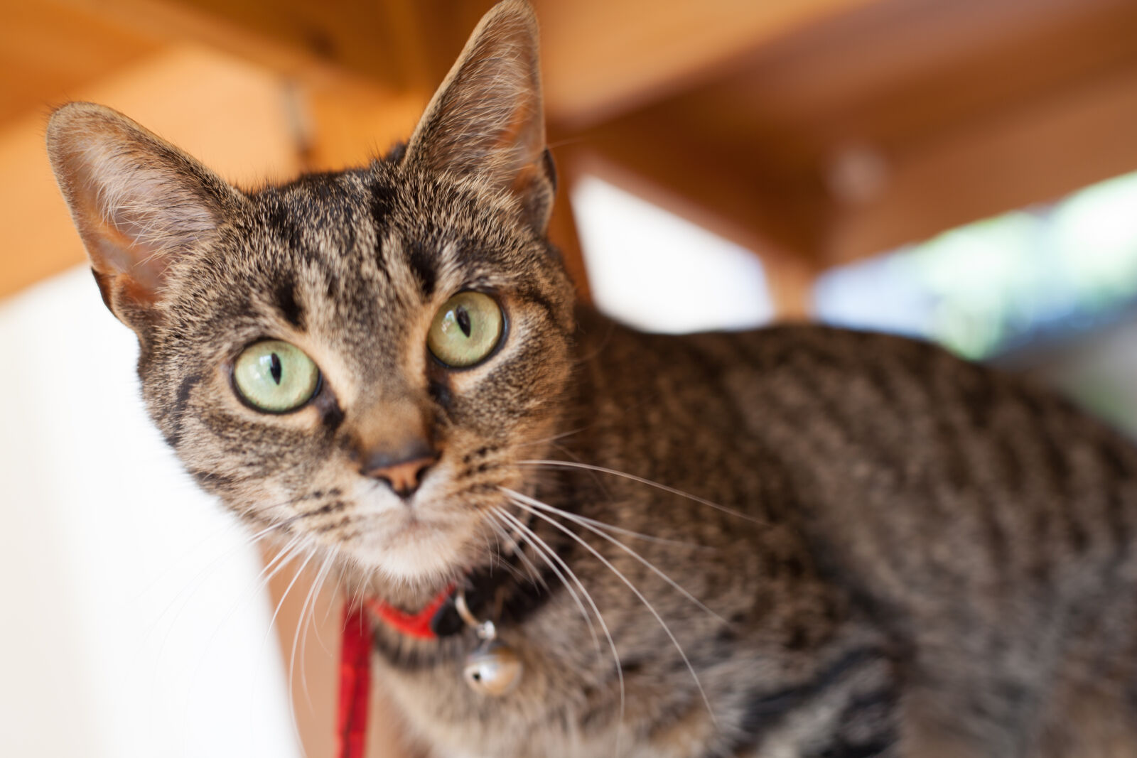 Canon EOS 5D Mark II + Canon EF 50mm F1.8 II sample photo. Tabby, cat photography