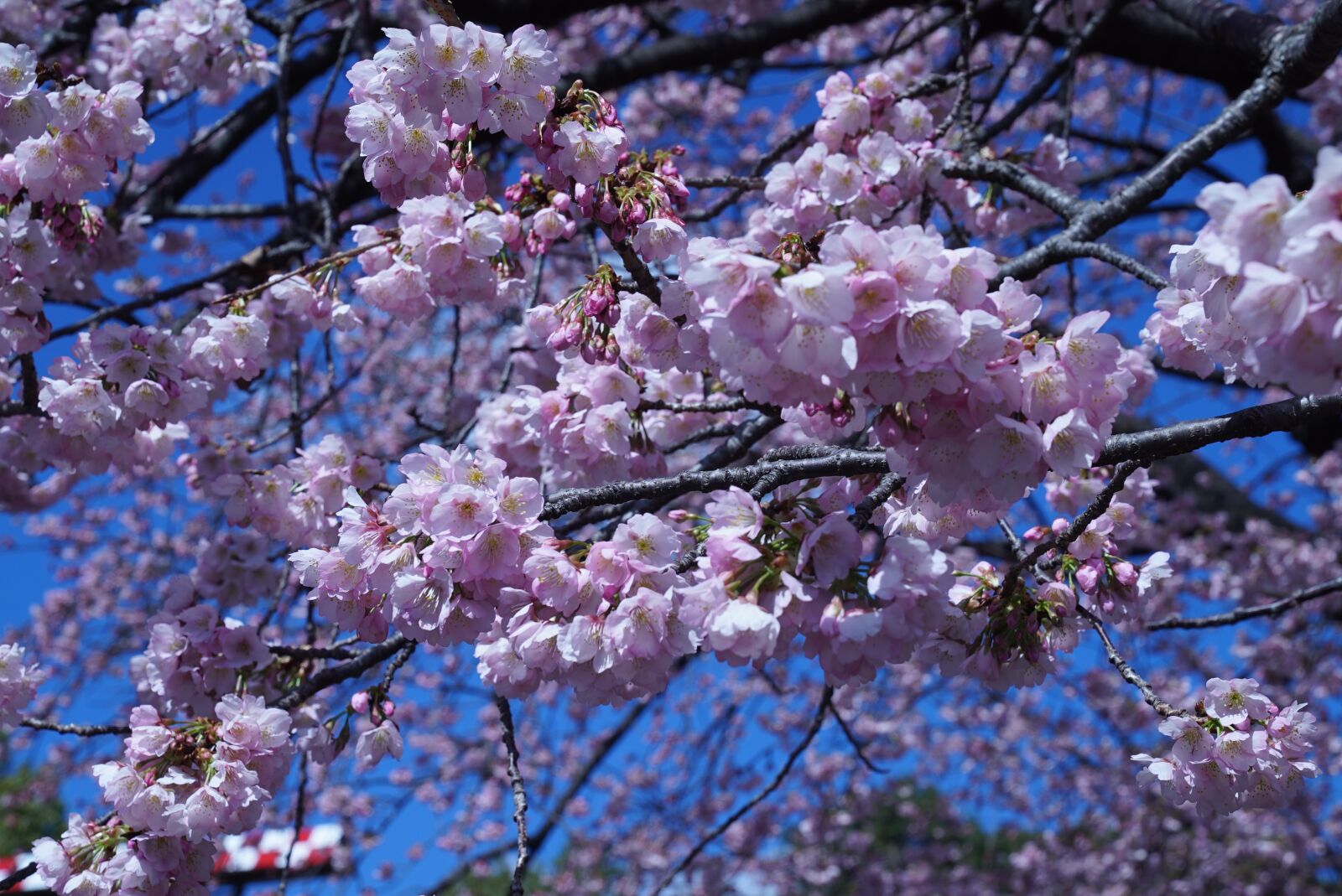 Sony a7S + Sony FE 24-70mm F2.8 GM sample photo. Cherry blossom, flower, cherry photography