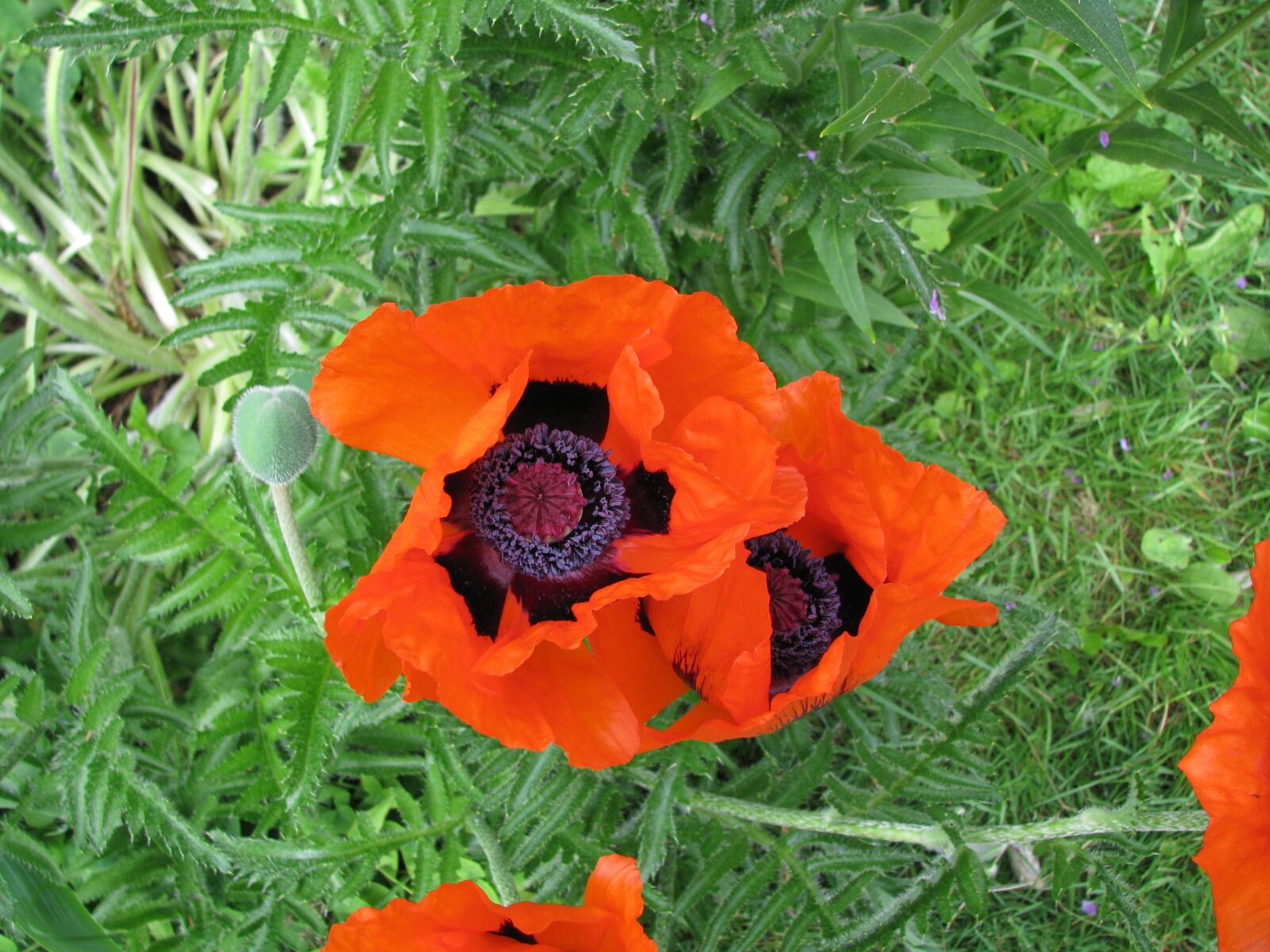 Canon POWERSHOT S5 IS sample photo. Poppies, flowers, blooming photography