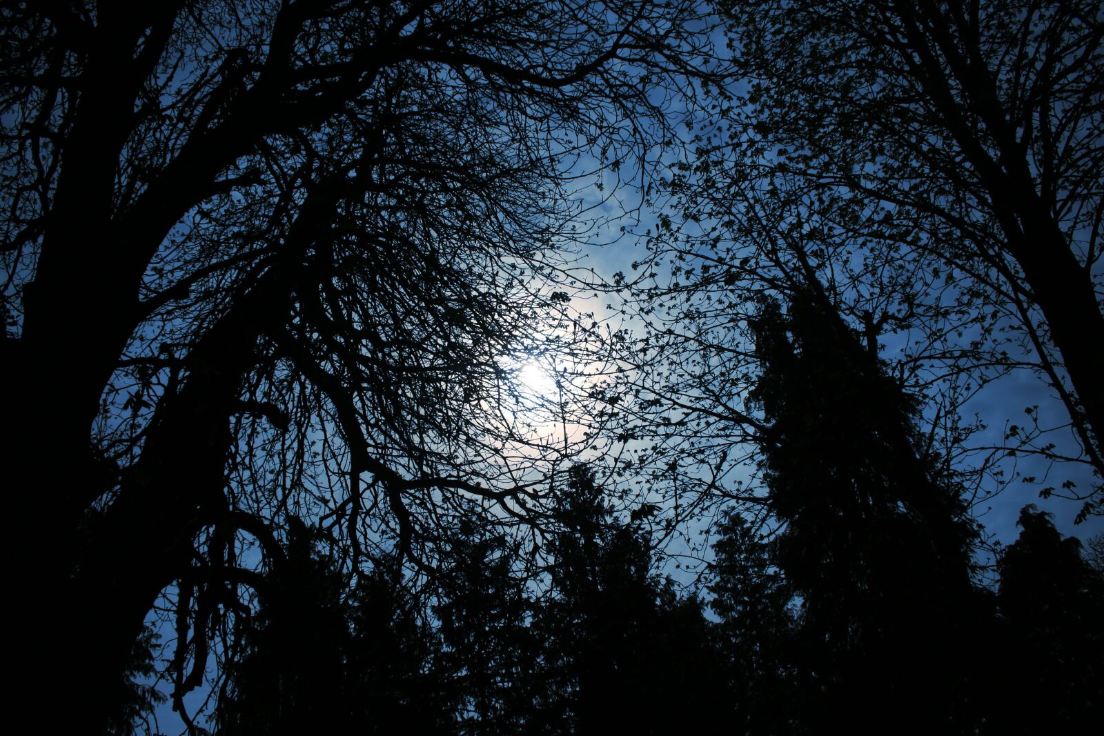 Canon EOS 350D (EOS Digital Rebel XT / EOS Kiss Digital N) sample photo. Day, trees, heart photography