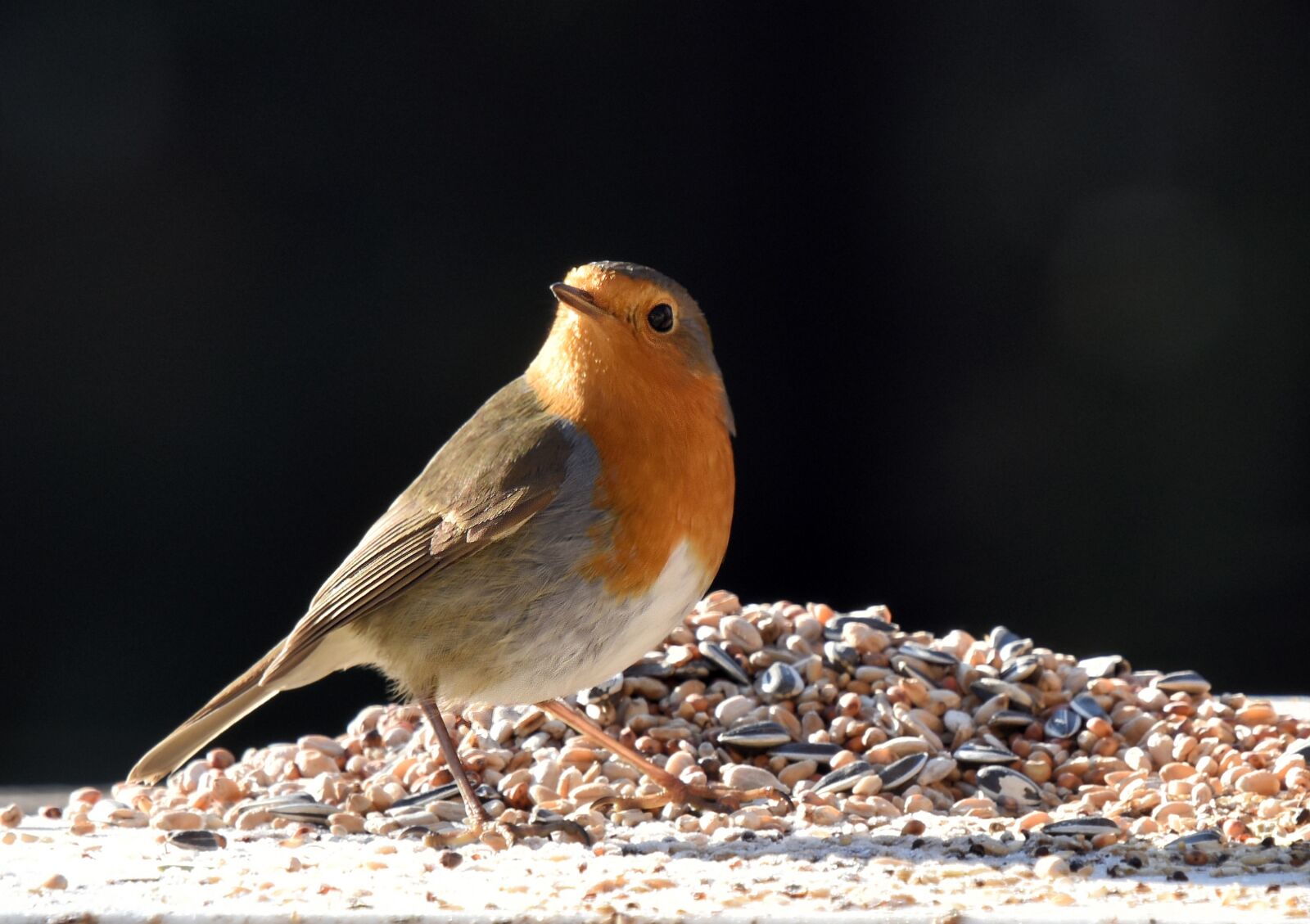 Nikon D810 sample photo. Bird, robin, nature photography