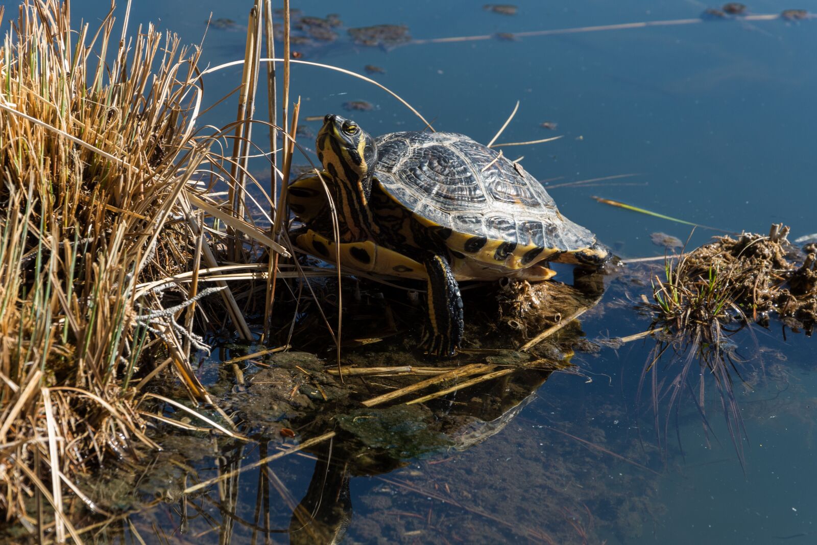 Nikon D7200 sample photo. Turtle, lake, reed photography