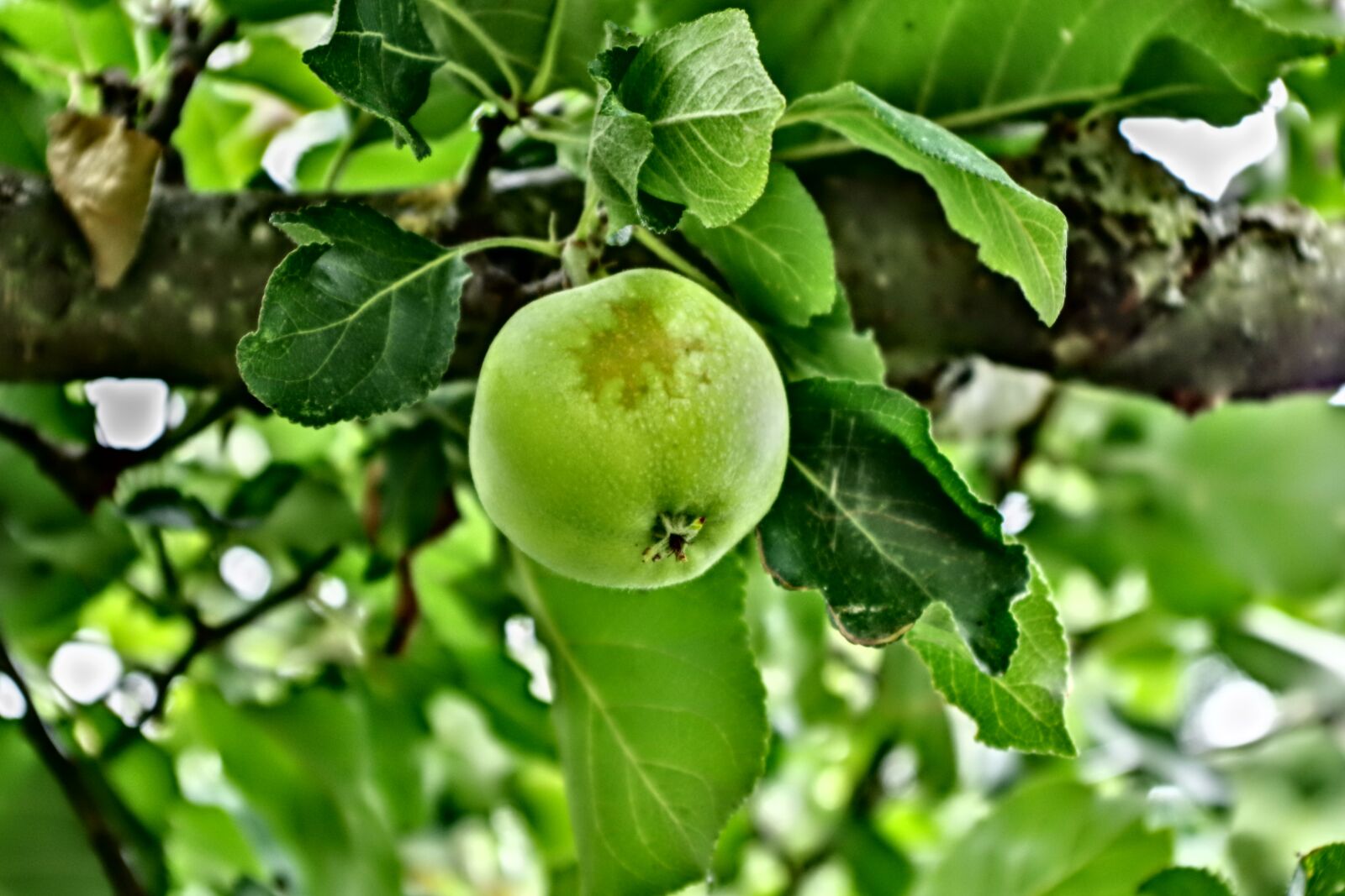 Pentax K-S2 sample photo. Apple, fruit, home photography