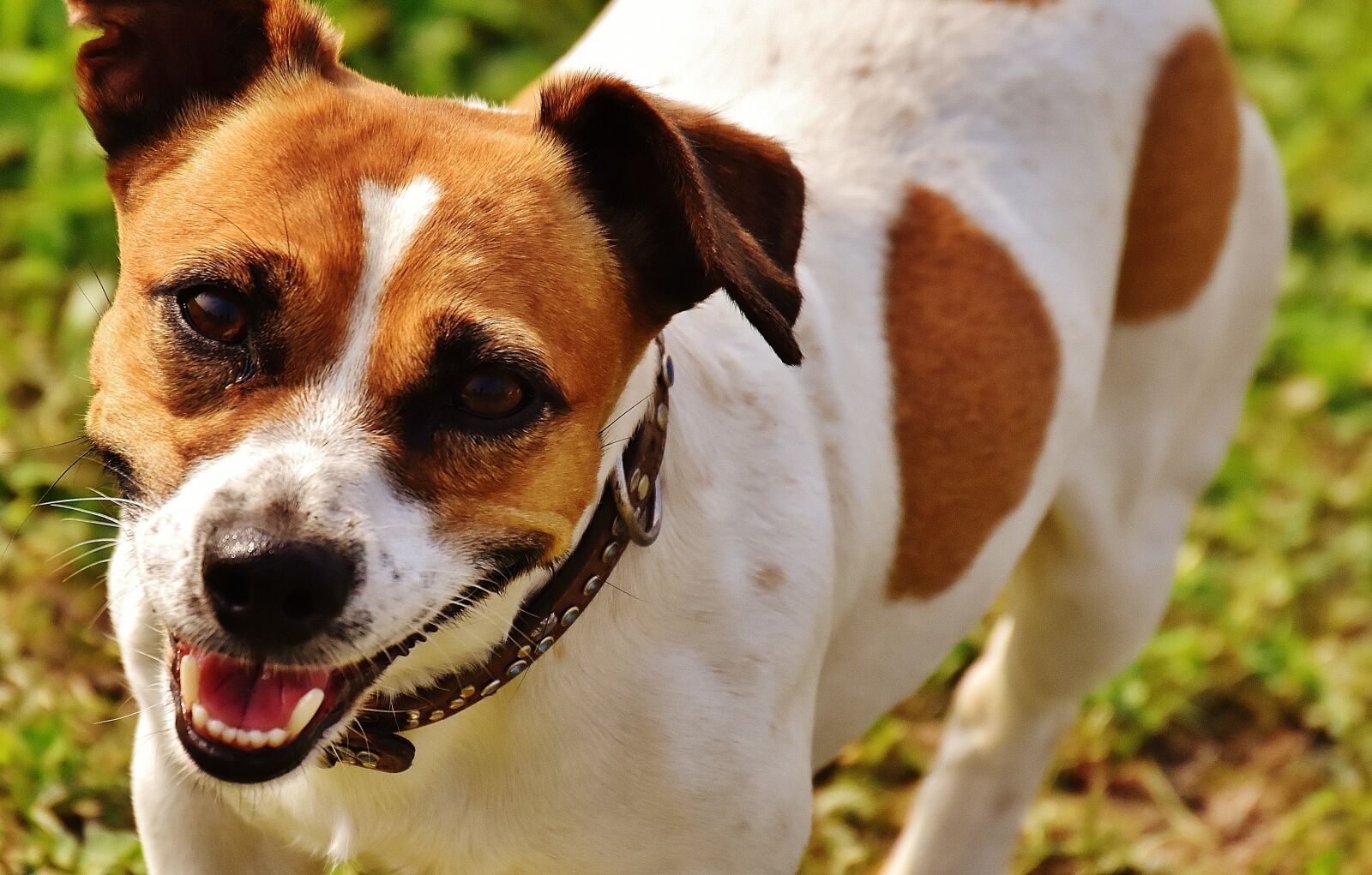Nikon D7200 sample photo. Jack russell, terrier, play photography