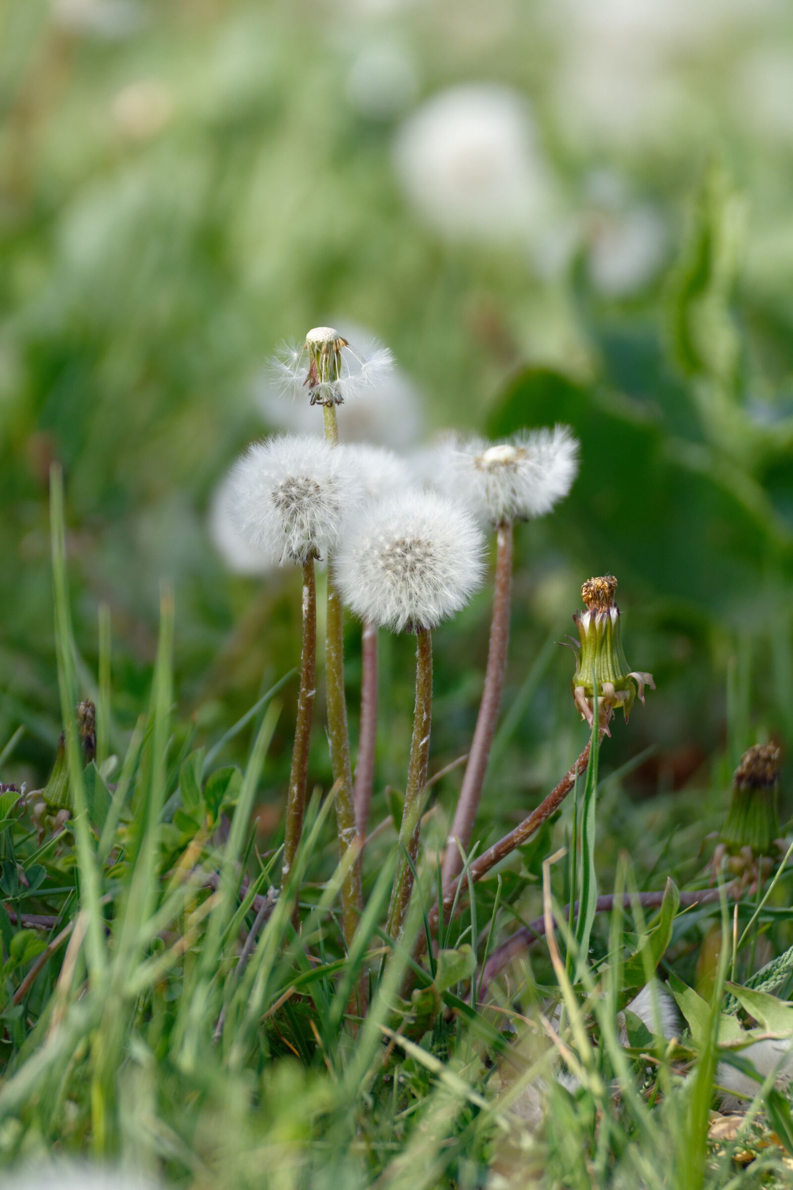 Nikon D5200 sample photo. Dandelion, dandelions, sonchus oleraceus photography