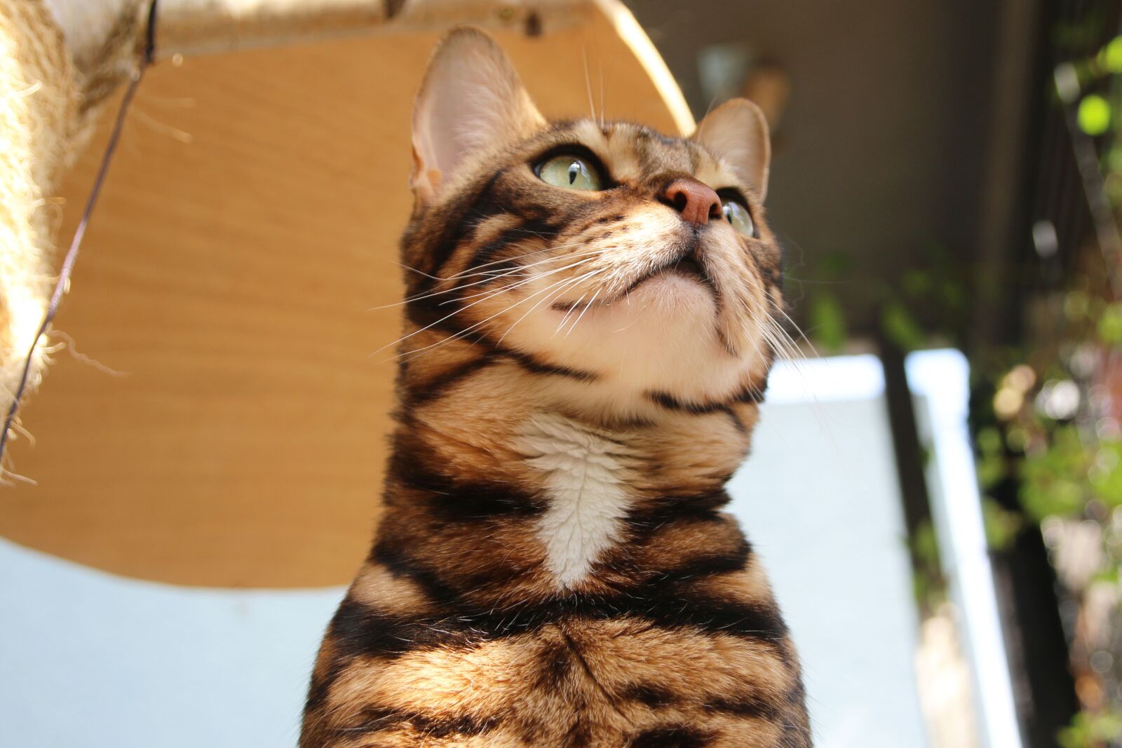 Canon EOS 70D sample photo. Furry, hair, adorable photography
