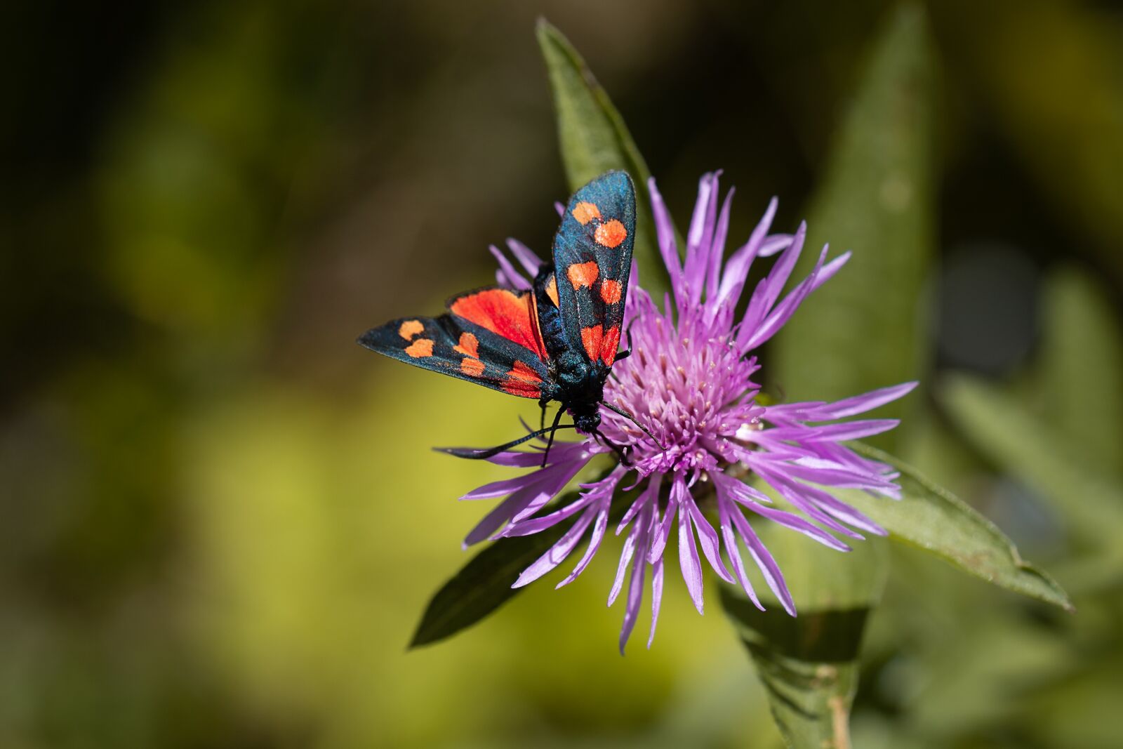 Nikon D7100 sample photo. Insect, red black, flower photography