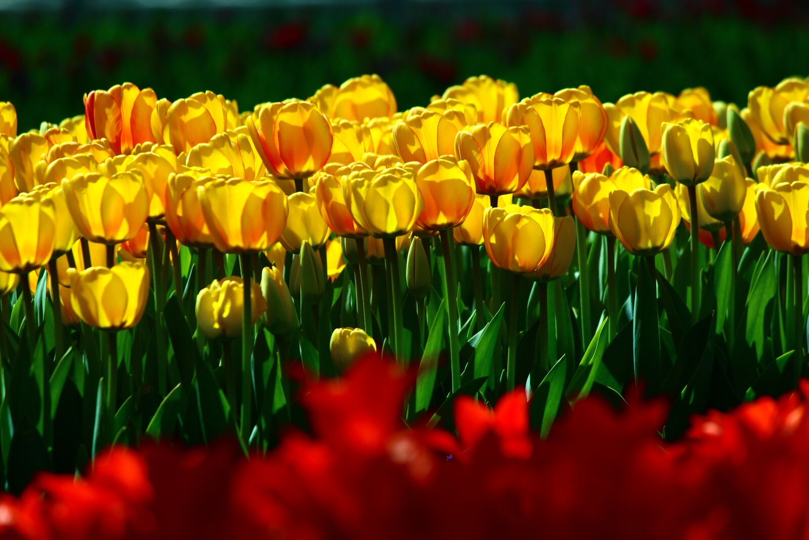Canon EOS 600D (Rebel EOS T3i / EOS Kiss X5) sample photo. Bulk yellow tulips, tulips photography