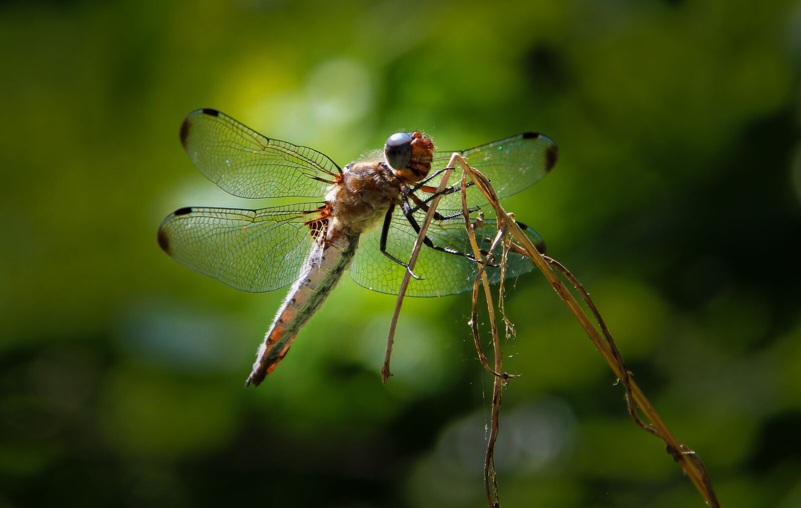 Canon EOS 600D (Rebel EOS T3i / EOS Kiss X5) sample photo. Dragonfly, wing, insect photography