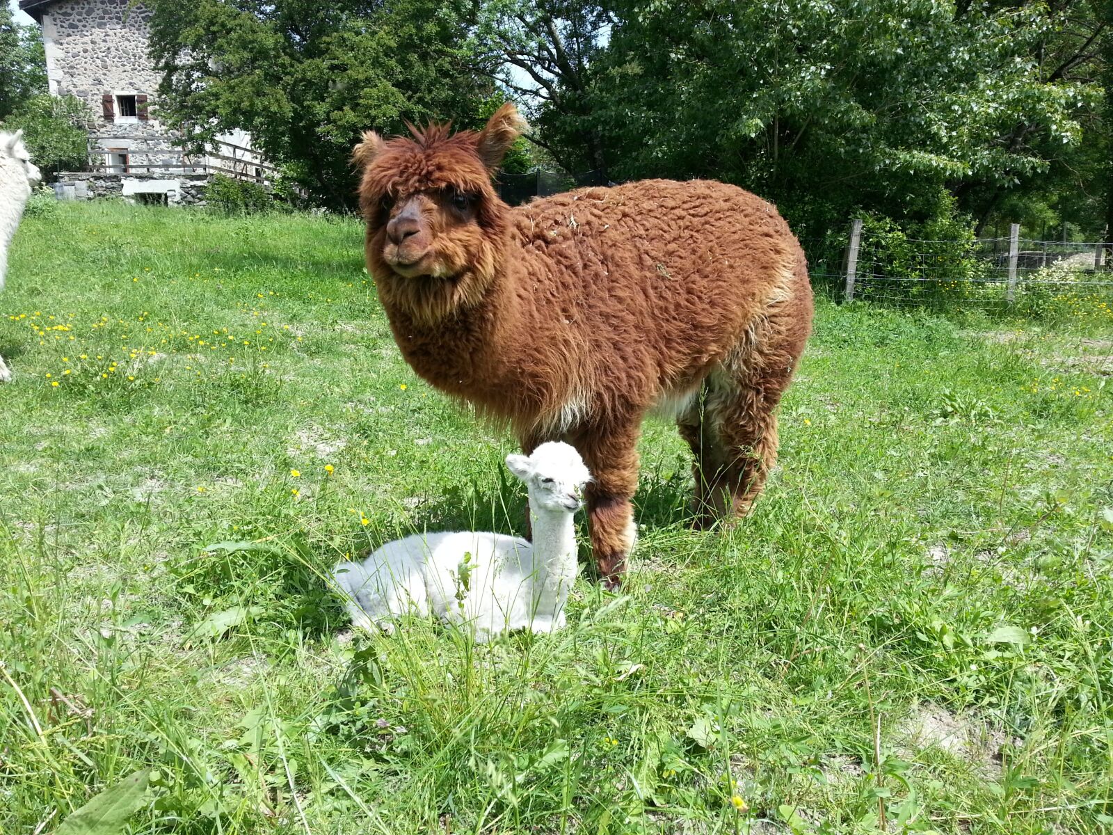 Samsung Galaxy S3 sample photo. Alpaca, baby, cried photography