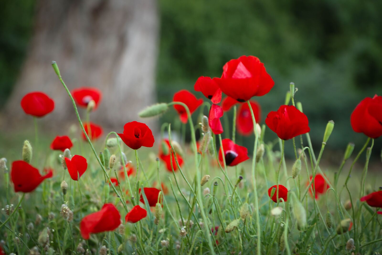 Canon EOS 1000D (EOS Digital Rebel XS / EOS Kiss F) sample photo. Flower, red, nature photography