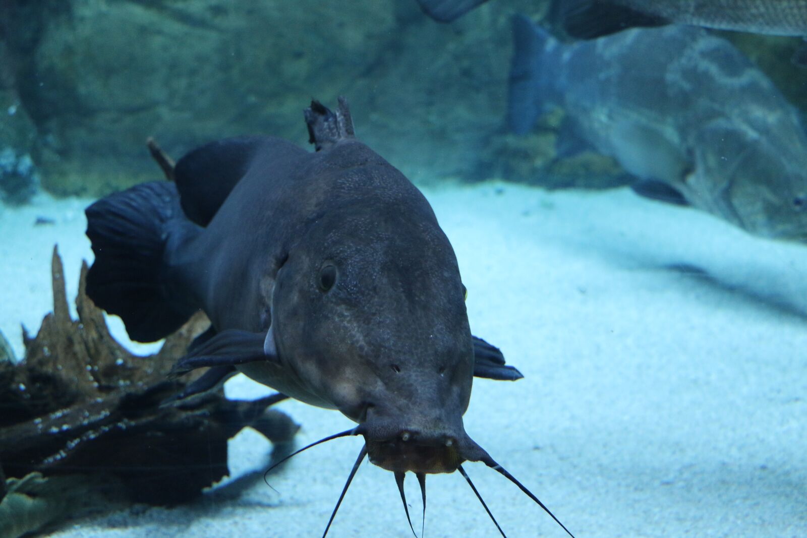 Canon EOS 70D sample photo. Underwater, exotic, marine life photography