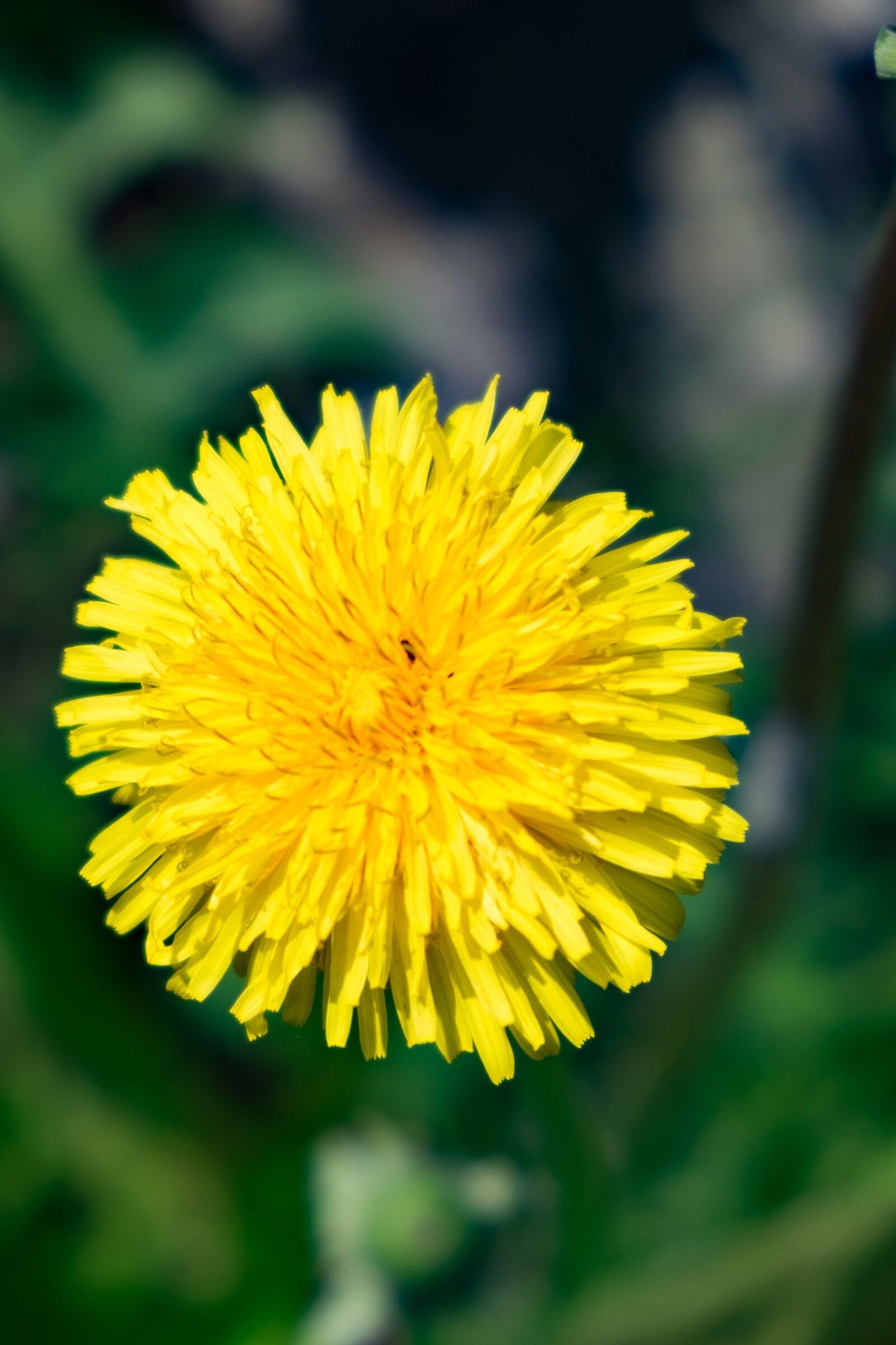 Fujifilm X-T10 sample photo. Flower, yellow, sonchus oleraceus photography