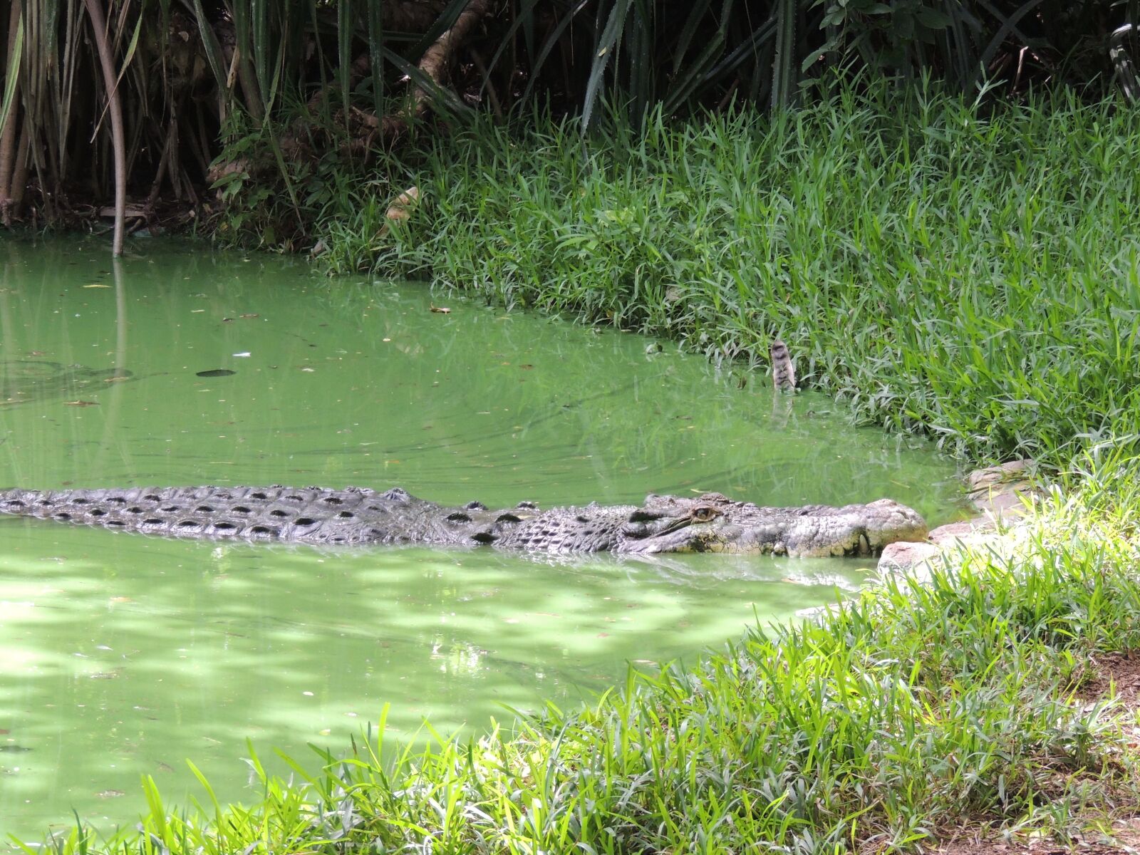 Nikon Coolpix P510 sample photo. Crocodile, pond, large photography