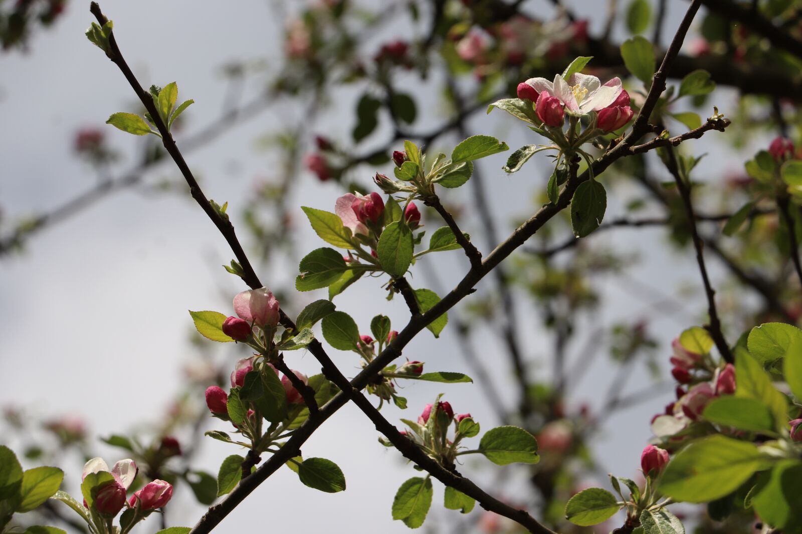 Canon EOS 200D (EOS Rebel SL2 / EOS Kiss X9) sample photo. Tree, branch, flower photography