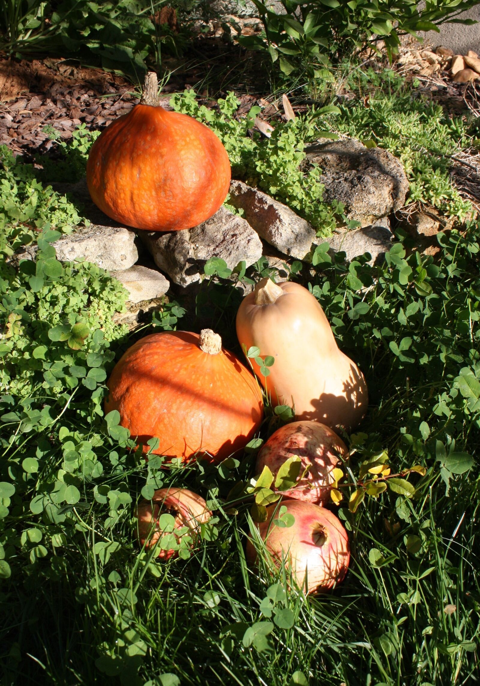 Canon EOS 1000D (EOS Digital Rebel XS / EOS Kiss F) sample photo. Pumpkin, butternut, halloween photography