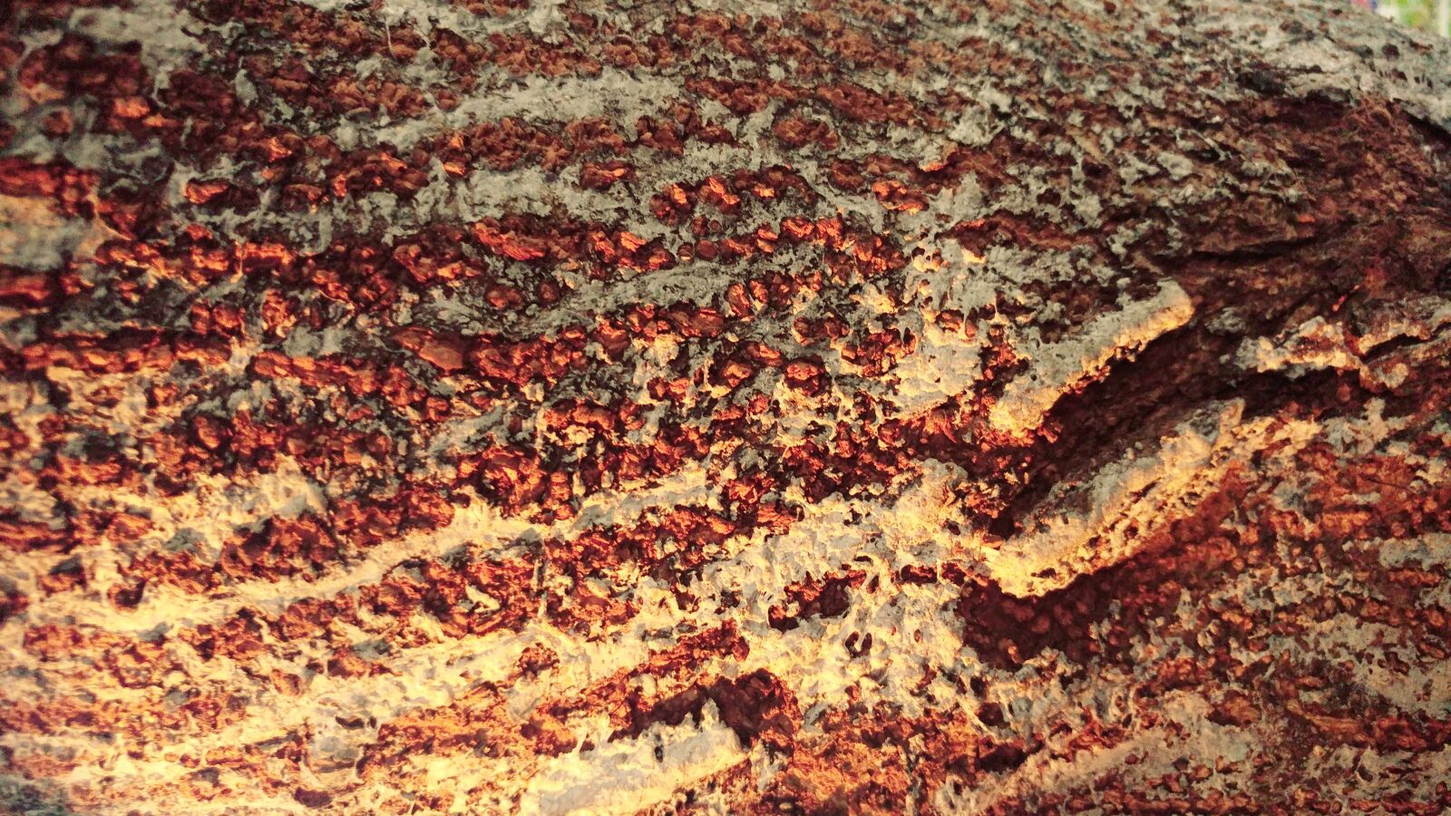 LG G5 sample photo. Bark, tree, pattern photography