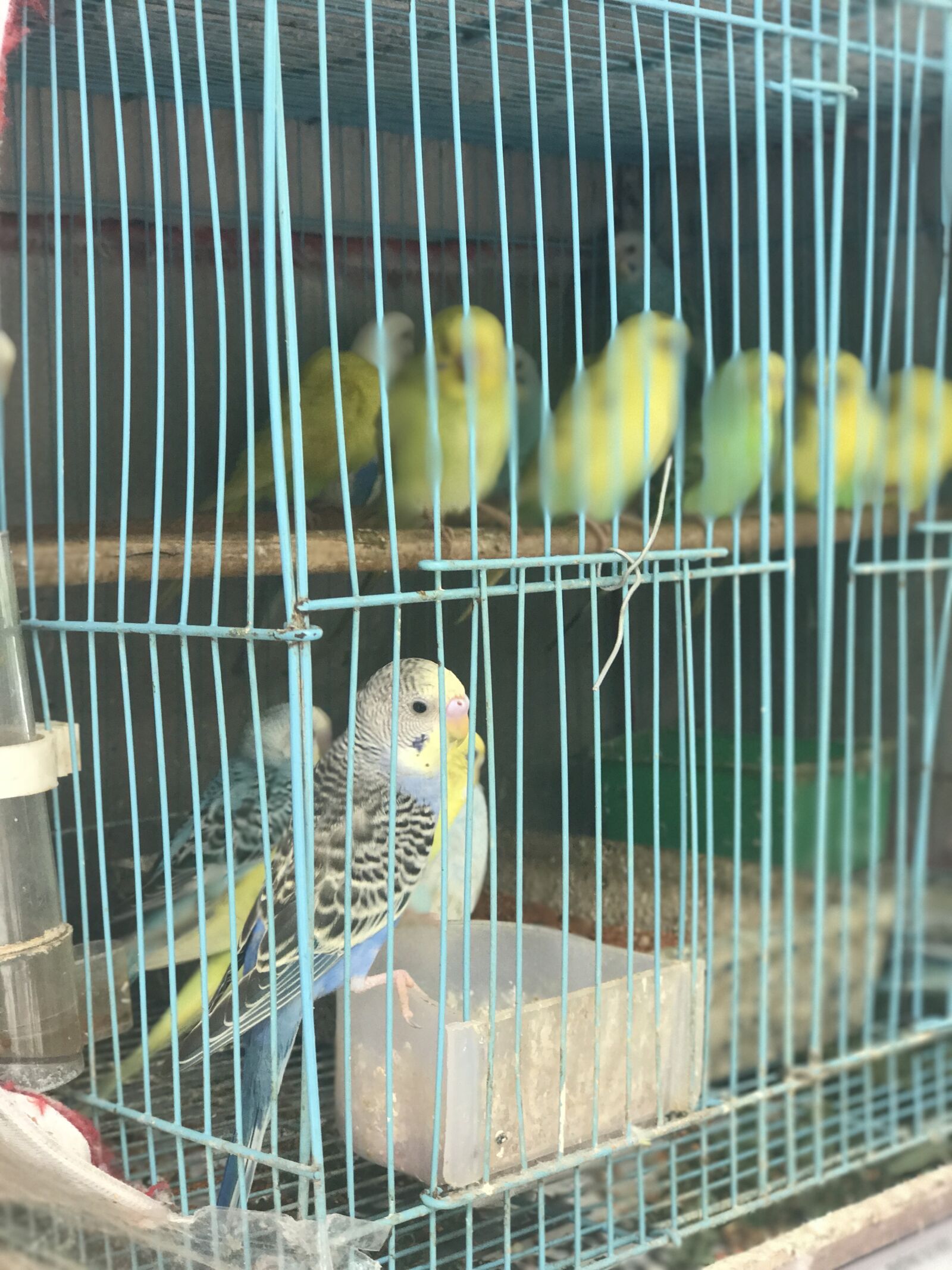 iPhone 7 Plus back dual camera 6.6mm f/2.8 sample photo. Birdcage, birds, iphone7 photography
