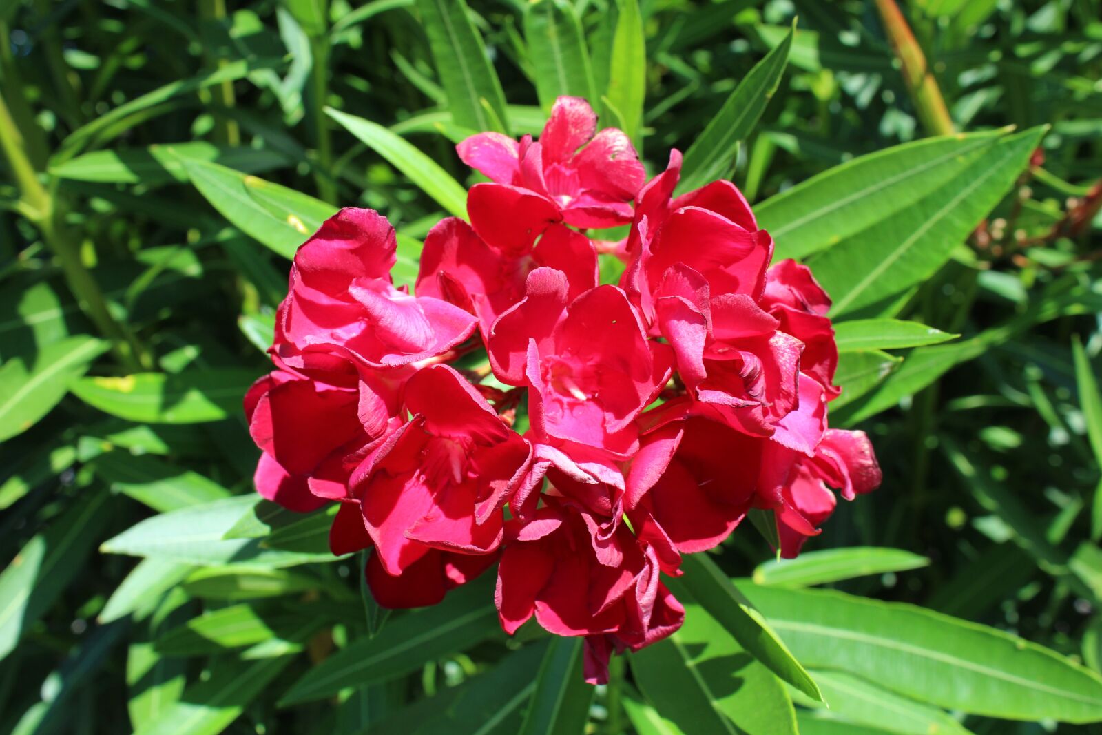 Canon EOS 1300D (EOS Rebel T6 / EOS Kiss X80) sample photo. Oleander, bush, green photography