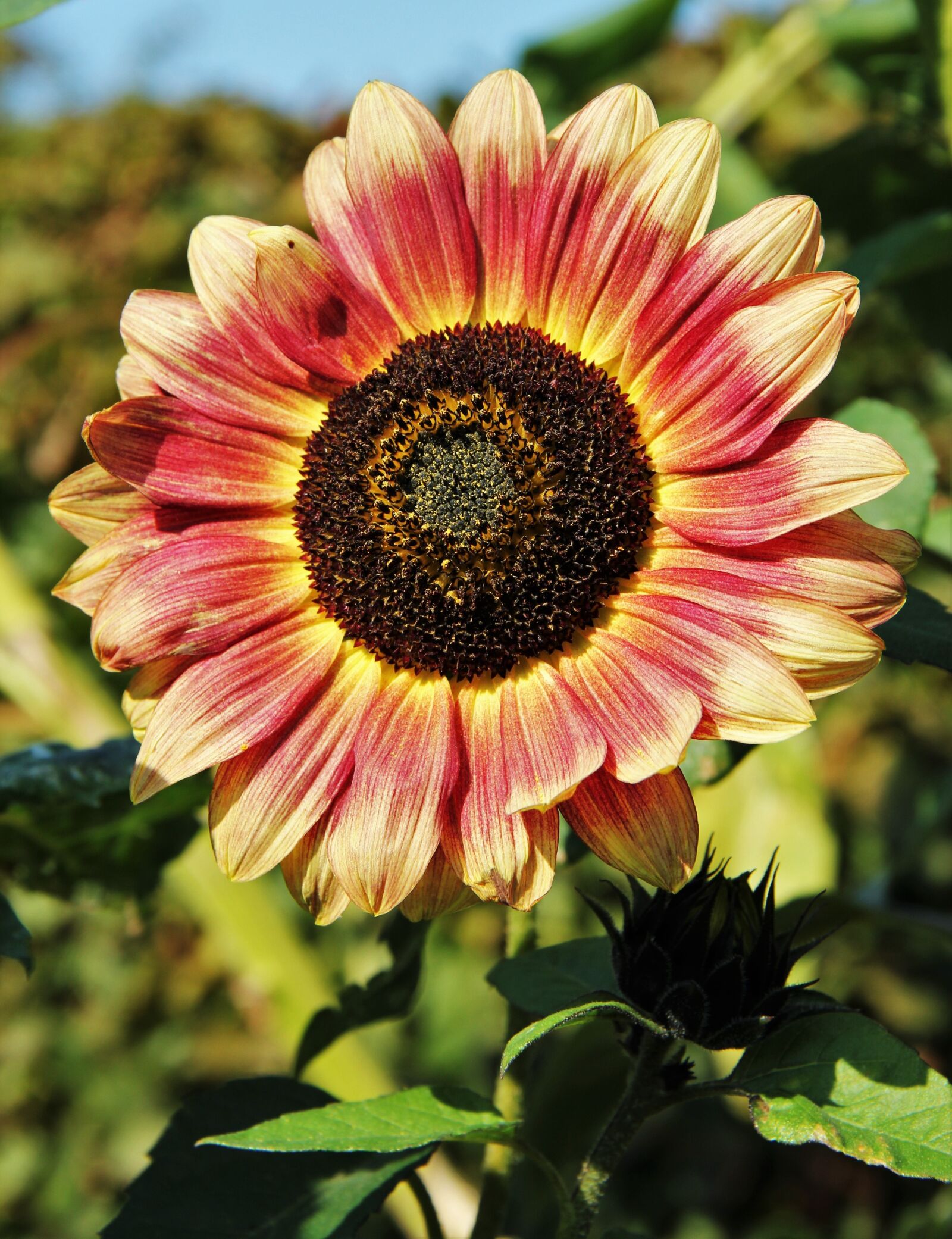 Canon EOS 550D (EOS Rebel T2i / EOS Kiss X4) sample photo. Brown sunflower, brownish, brown photography