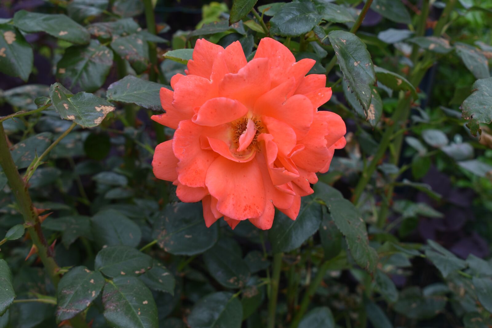 Nikon D3500 sample photo. Pink, red, garden photography