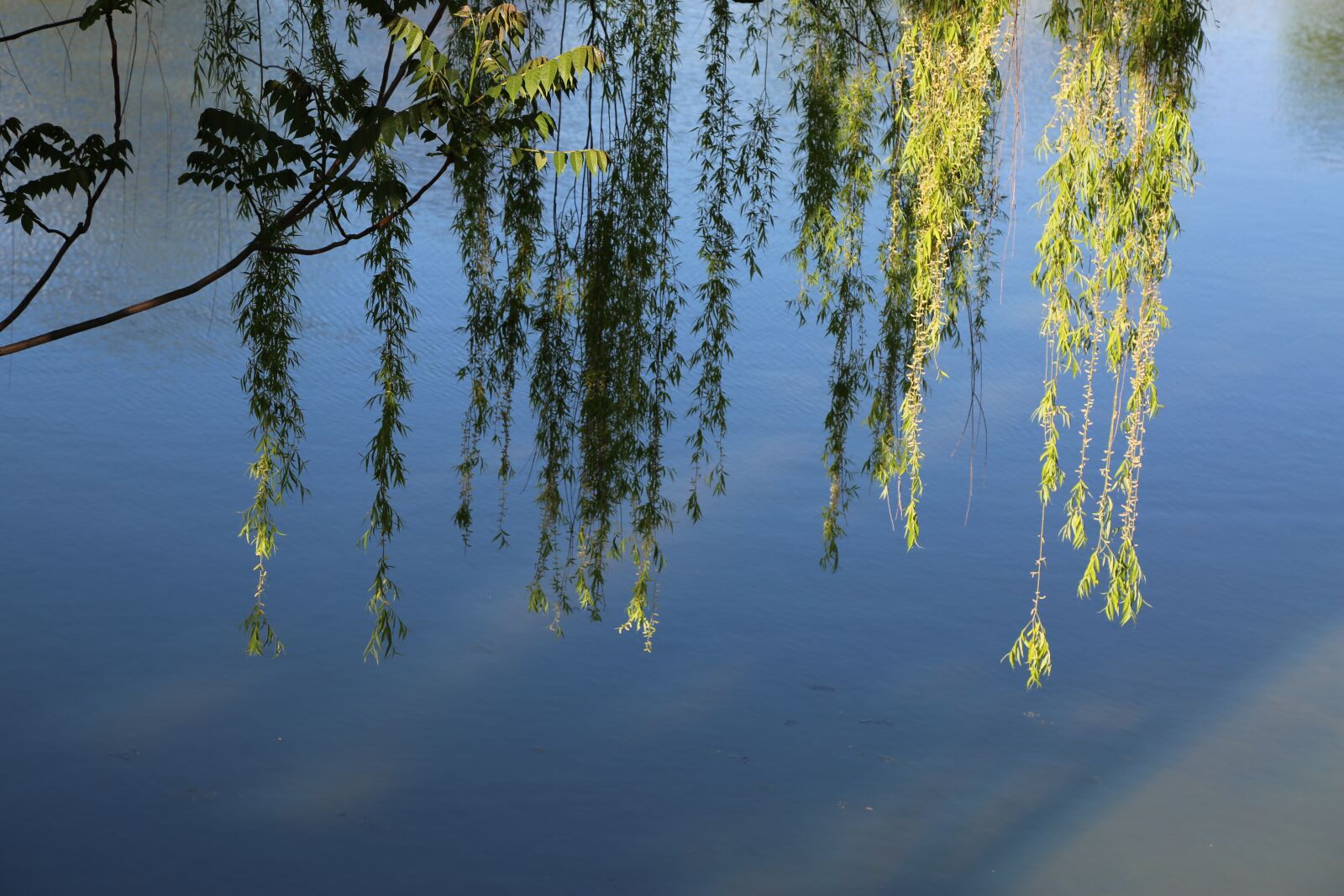 Canon EF 24-105mm F4L IS USM sample photo. Nature, tree, water photography