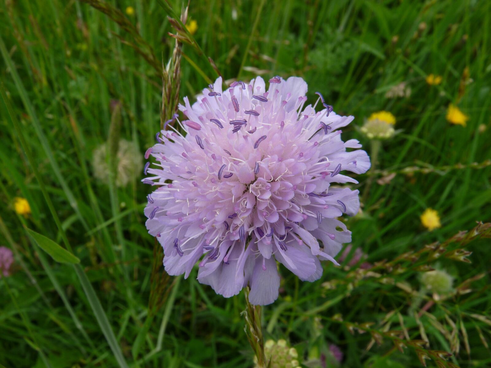 Panasonic Lumix DMC-FZ28 sample photo. Scabiosa, flower, close up photography