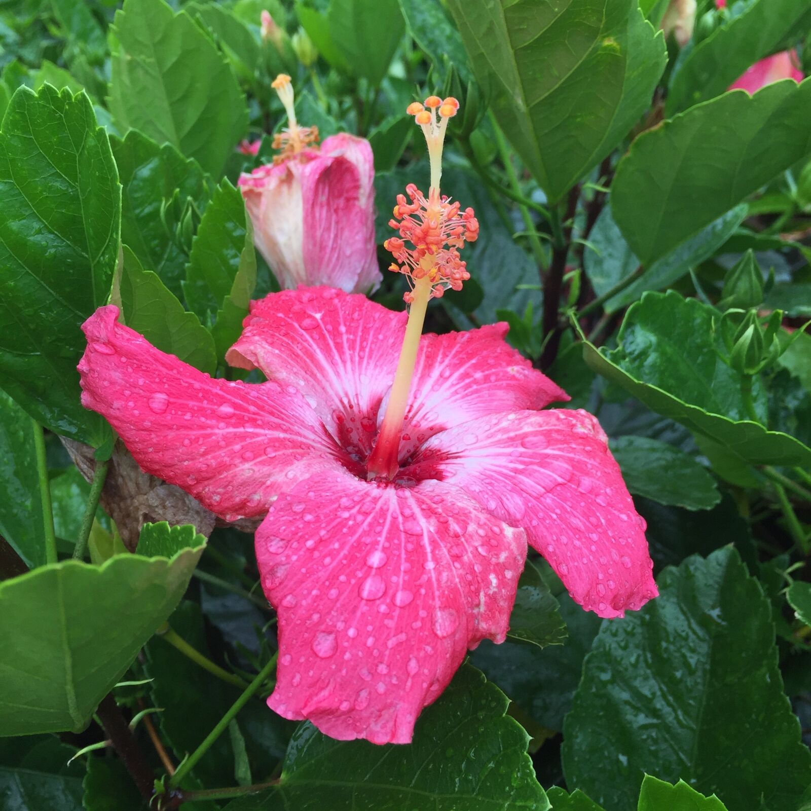 iPhone 6 Plus back camera 4.15mm f/2.2 sample photo. Hibiscus, flower, tropical photography