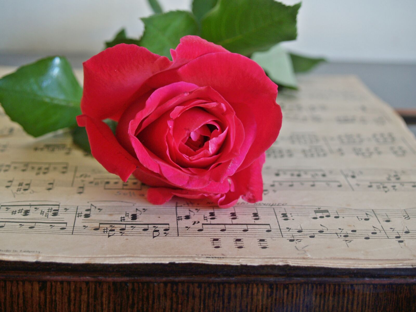 Olympus E-300 (EVOLT E-300) sample photo. Rose, red, sheet music photography