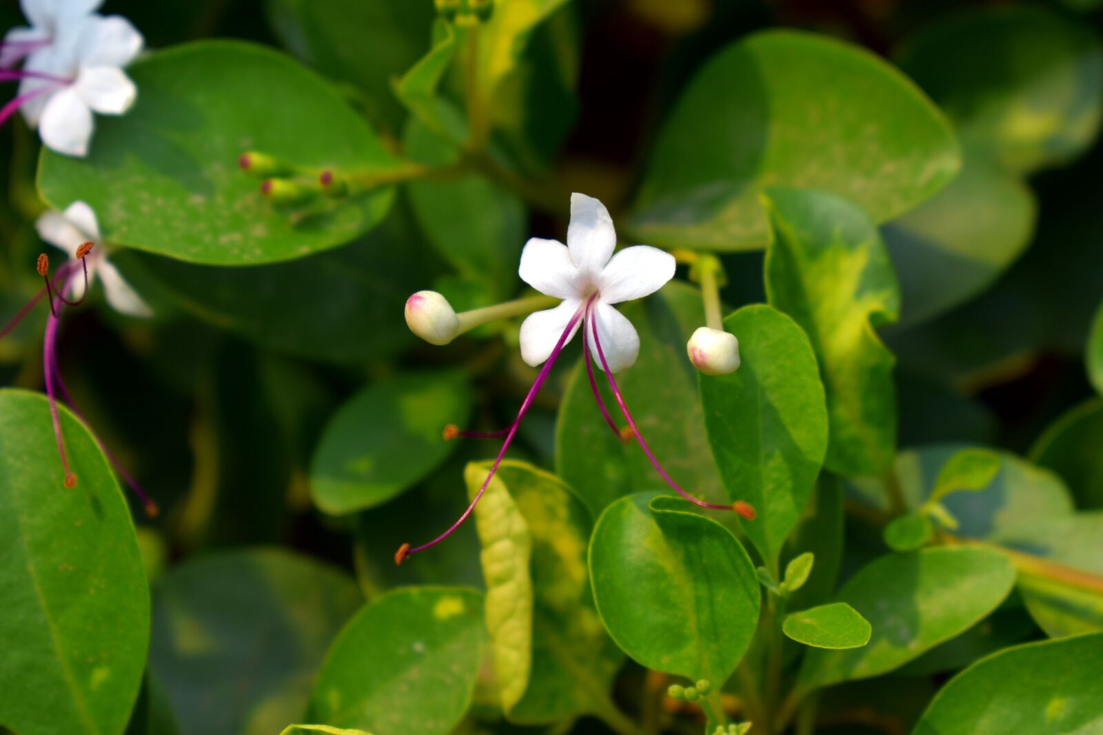Nikon D5600 sample photo. Clerodendrum heterophyllum, tree of photography