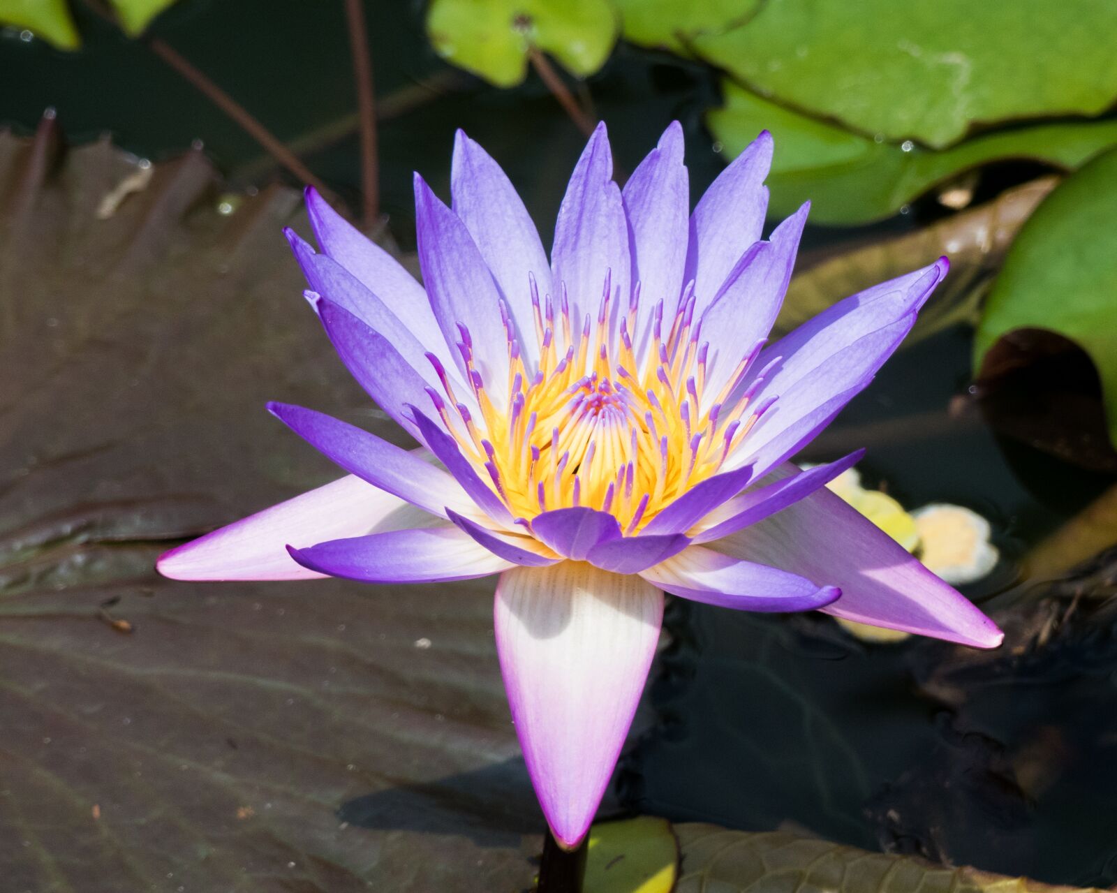 Panasonic Lumix DMC-FZ300 sample photo. Botany, water flower, flower photography