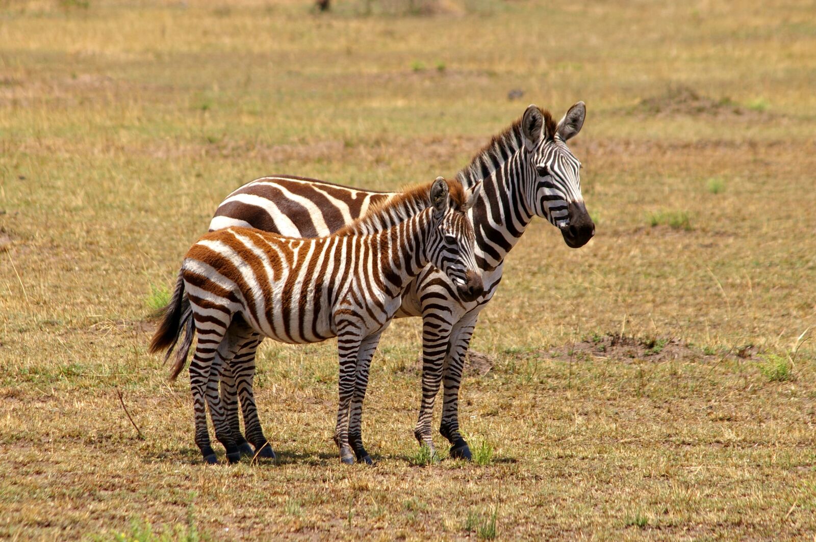 Pentax K100D sample photo. Zebra, africa, black and photography